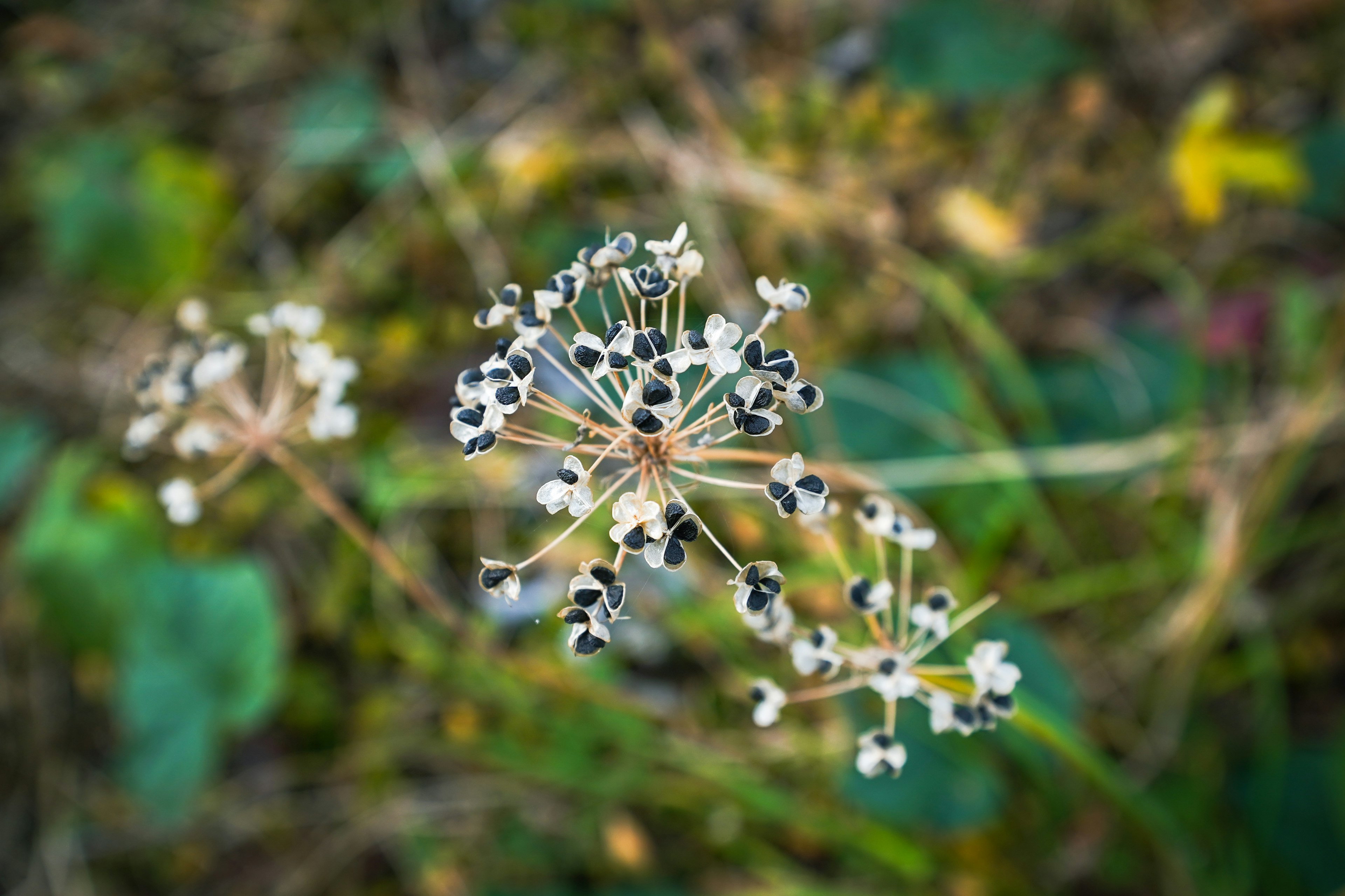 白と黒の小さな花が咲いている植物のクローズアップ