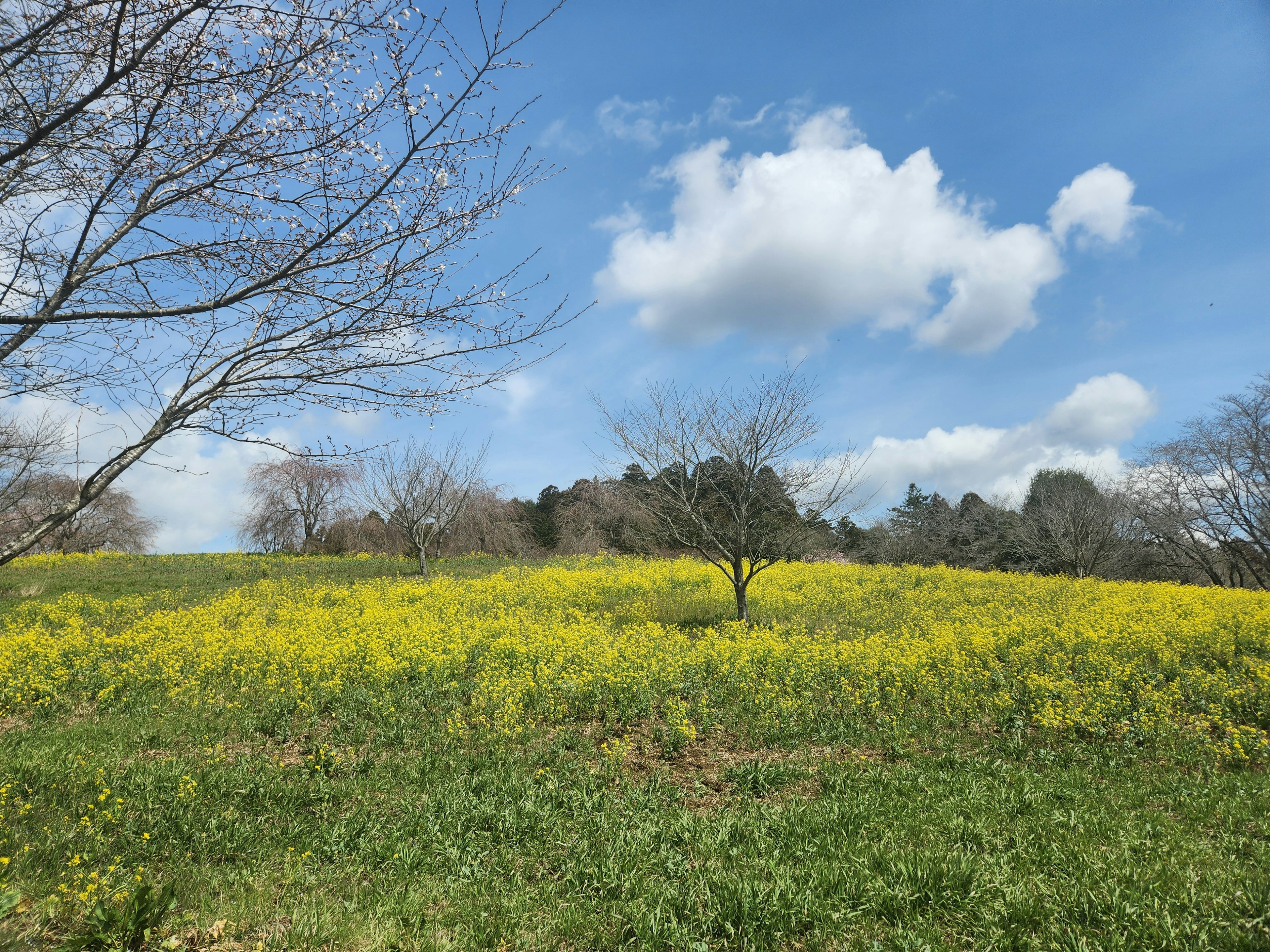 Un campo di fiori gialli vibranti sotto un cielo blu con nuvole bianche soffici