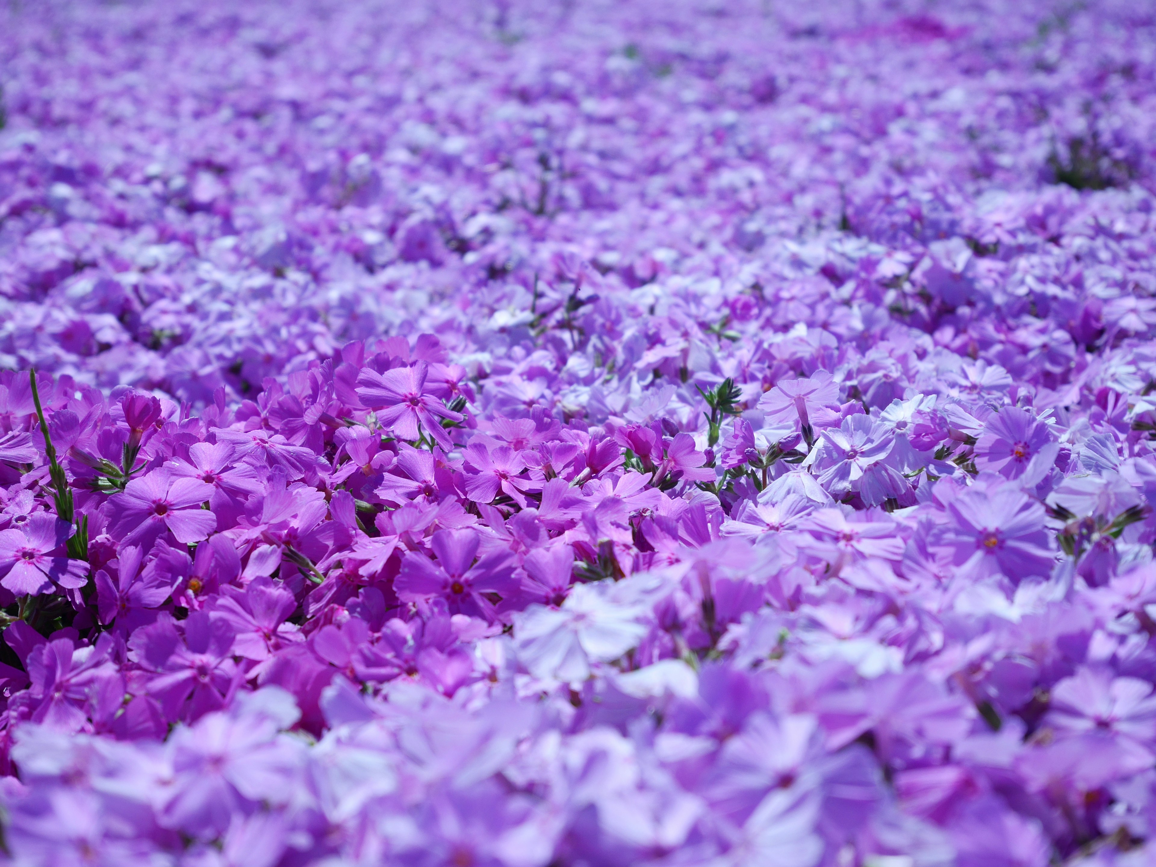 Un hermoso paisaje de flores moradas en flor