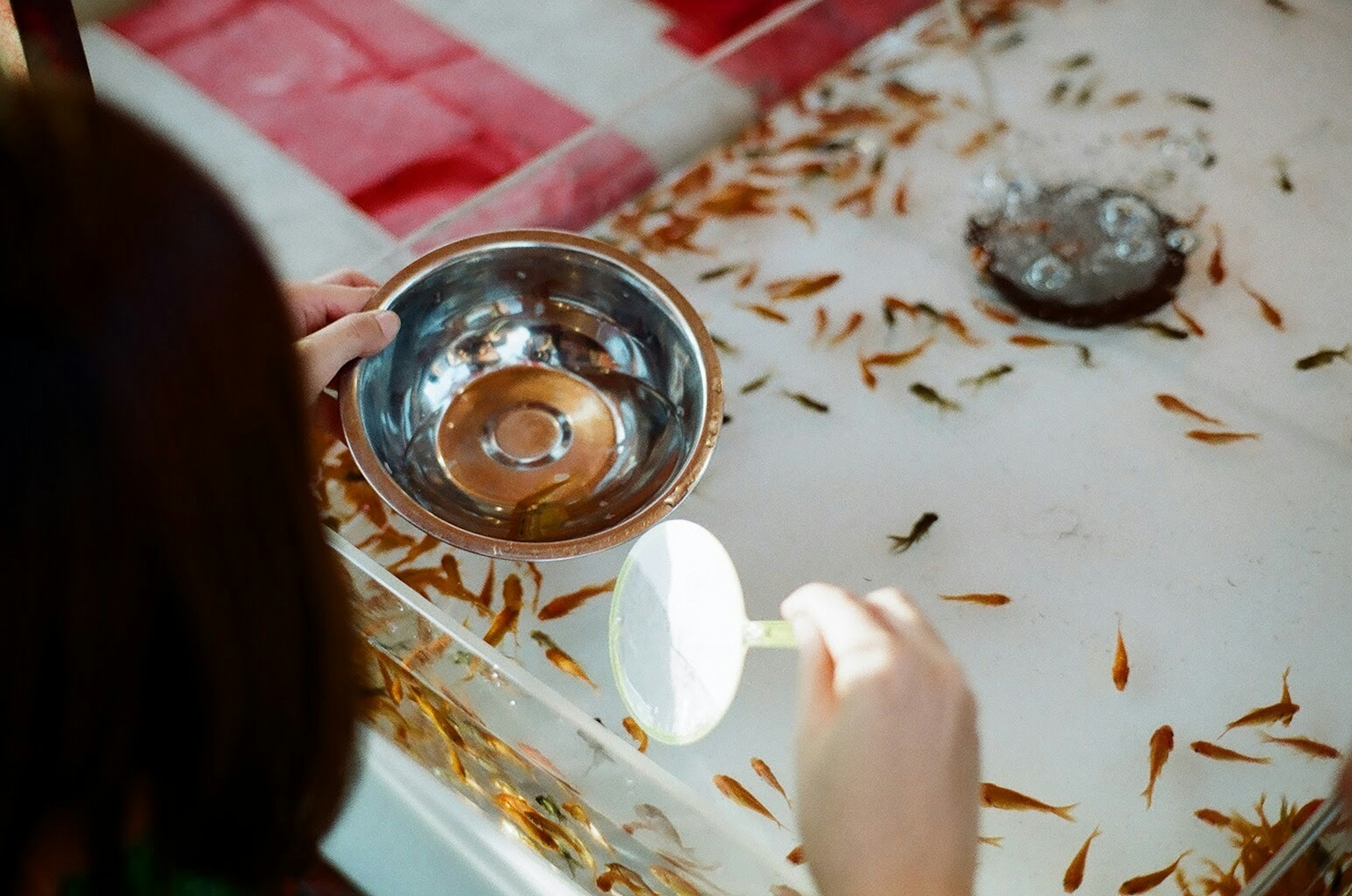 Child scooping goldfish with a net in a tank