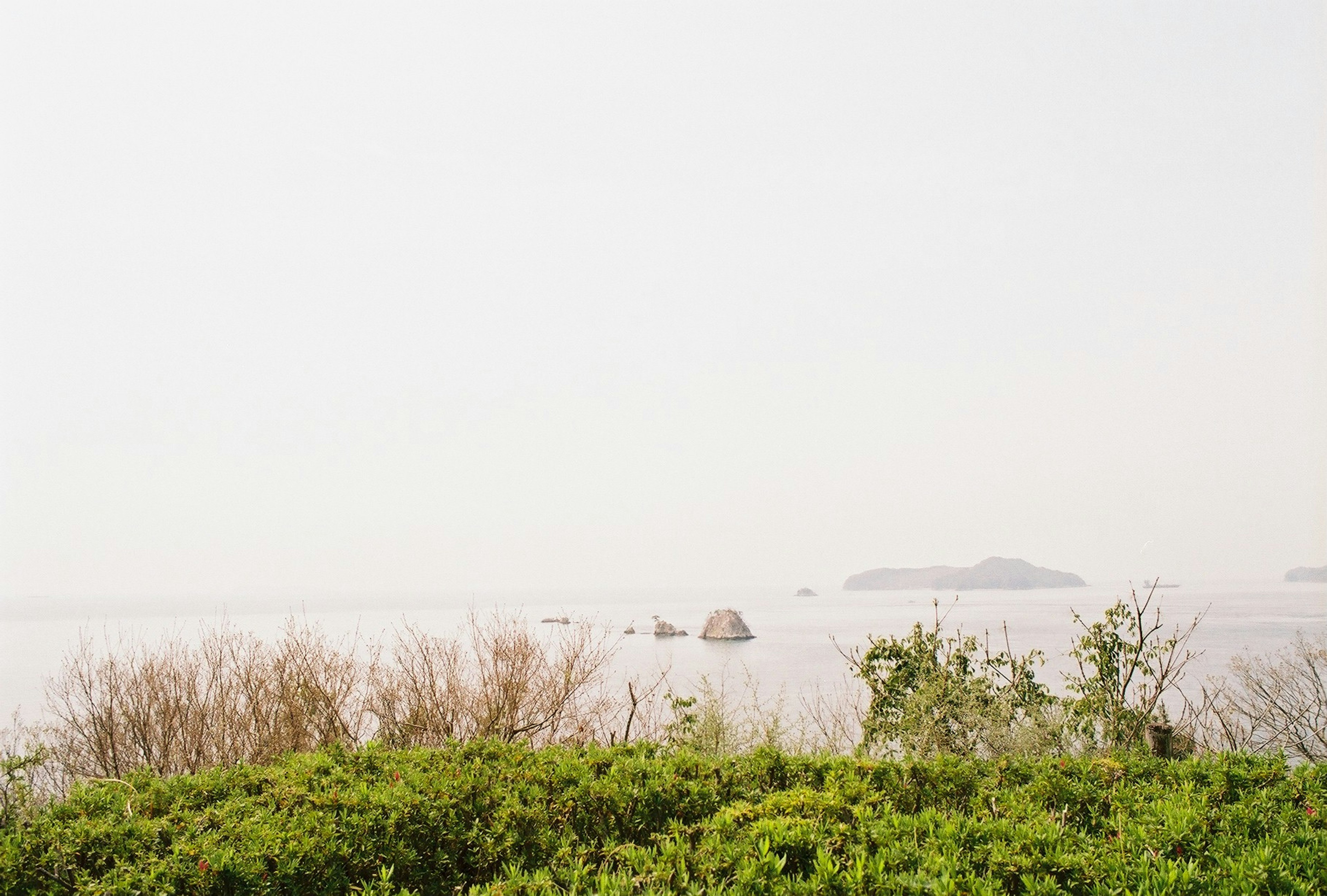 綠色植物和寧靜的海景，遠處有一個島嶼