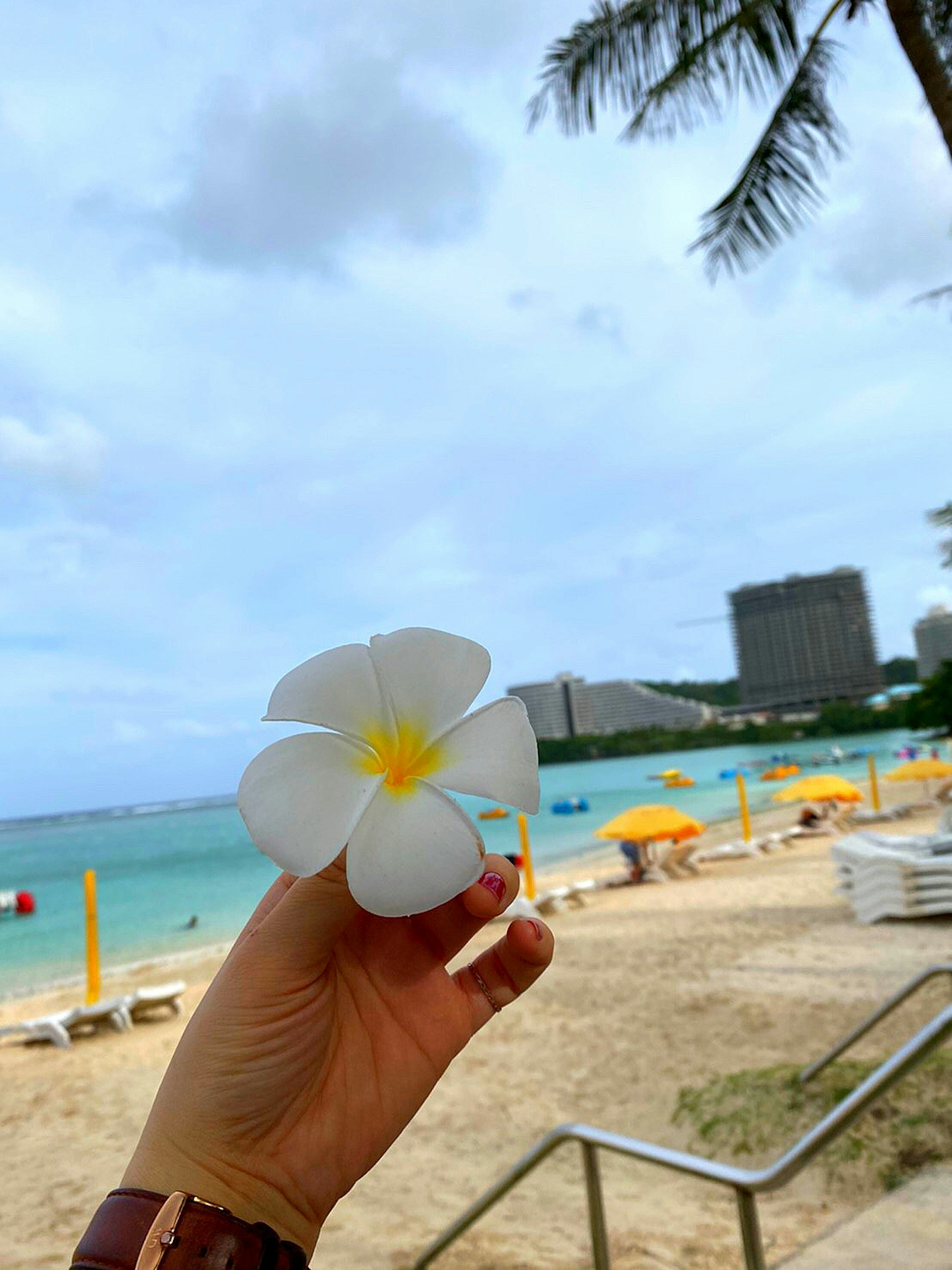 一只手拿着一朵白色的普鲁梅里亚花，背景是海滩和海洋