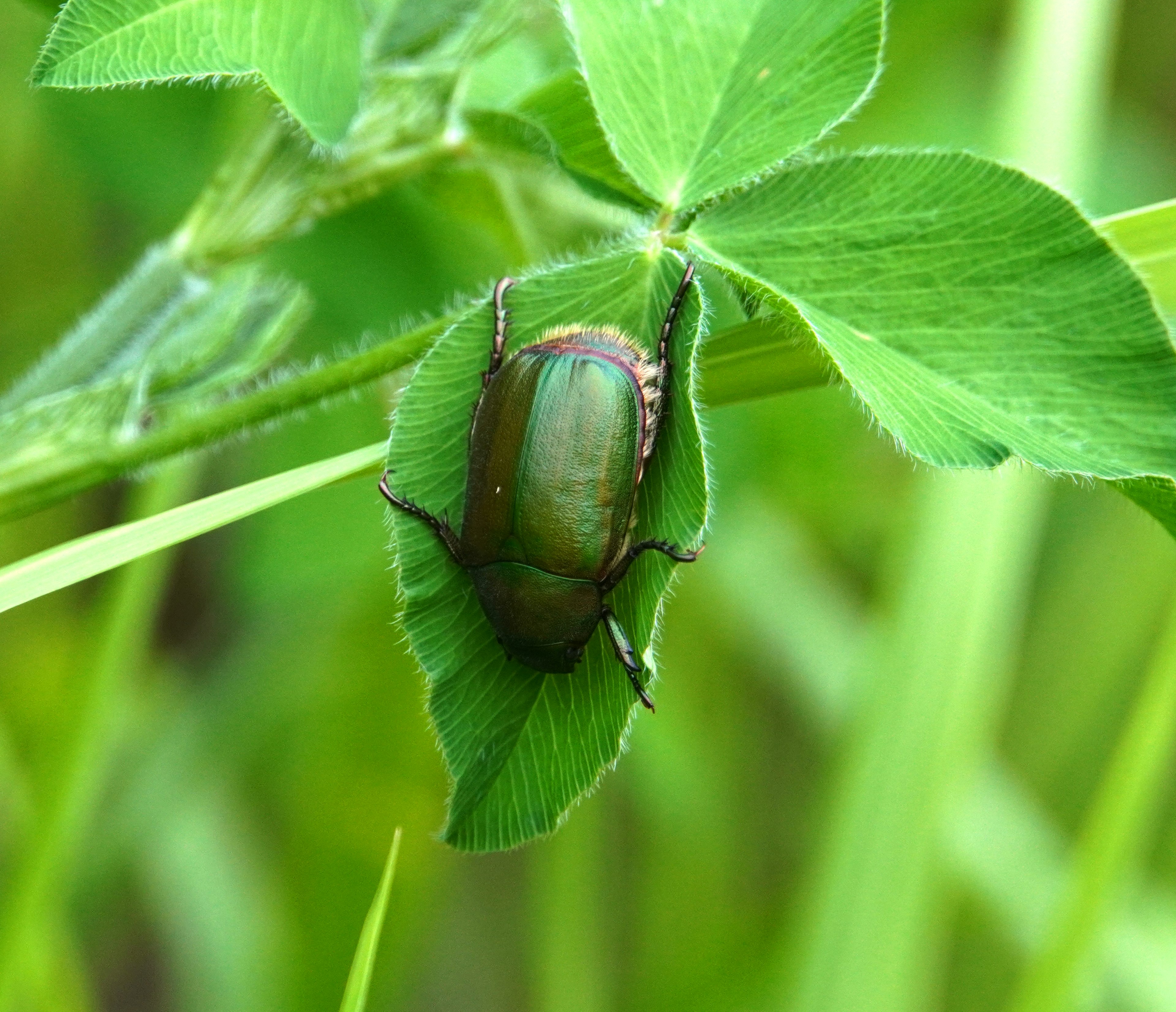 Un coleottero verde che riposa su una foglia