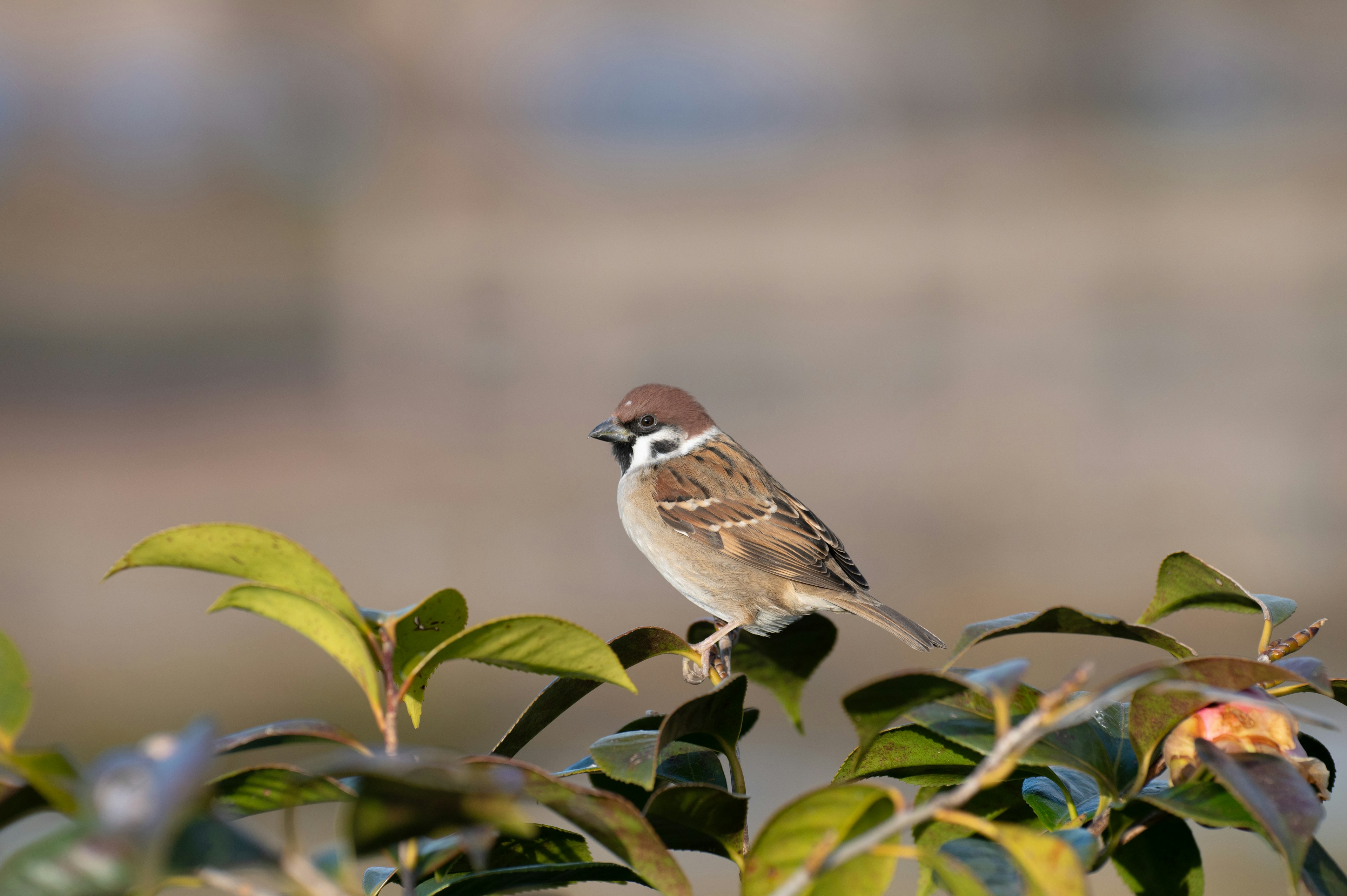 Ein kleiner Vogel mit braunem Kopf, der auf grünen Blättern sitzt