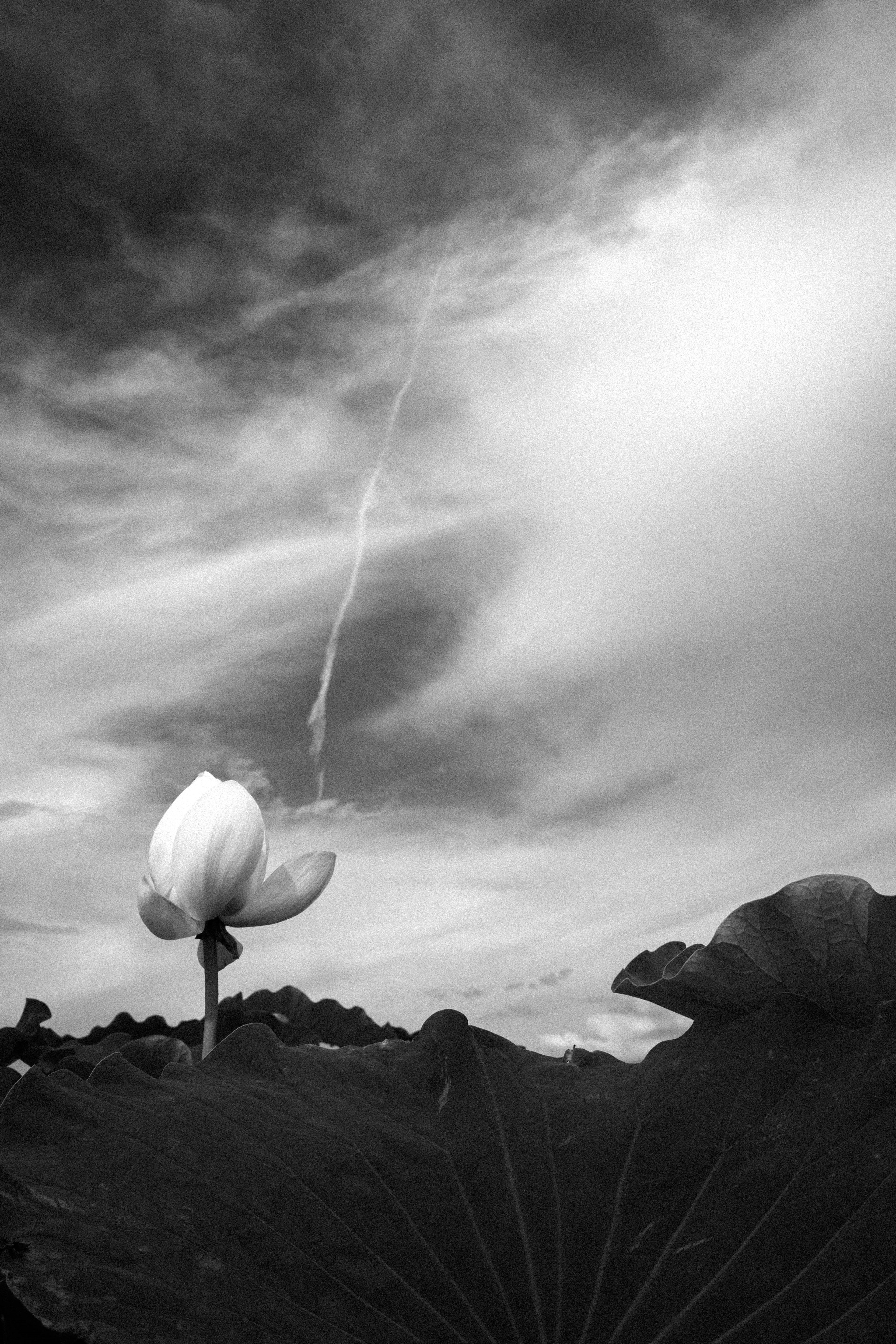 A lotus flower stands against a cloudy sky in black and white