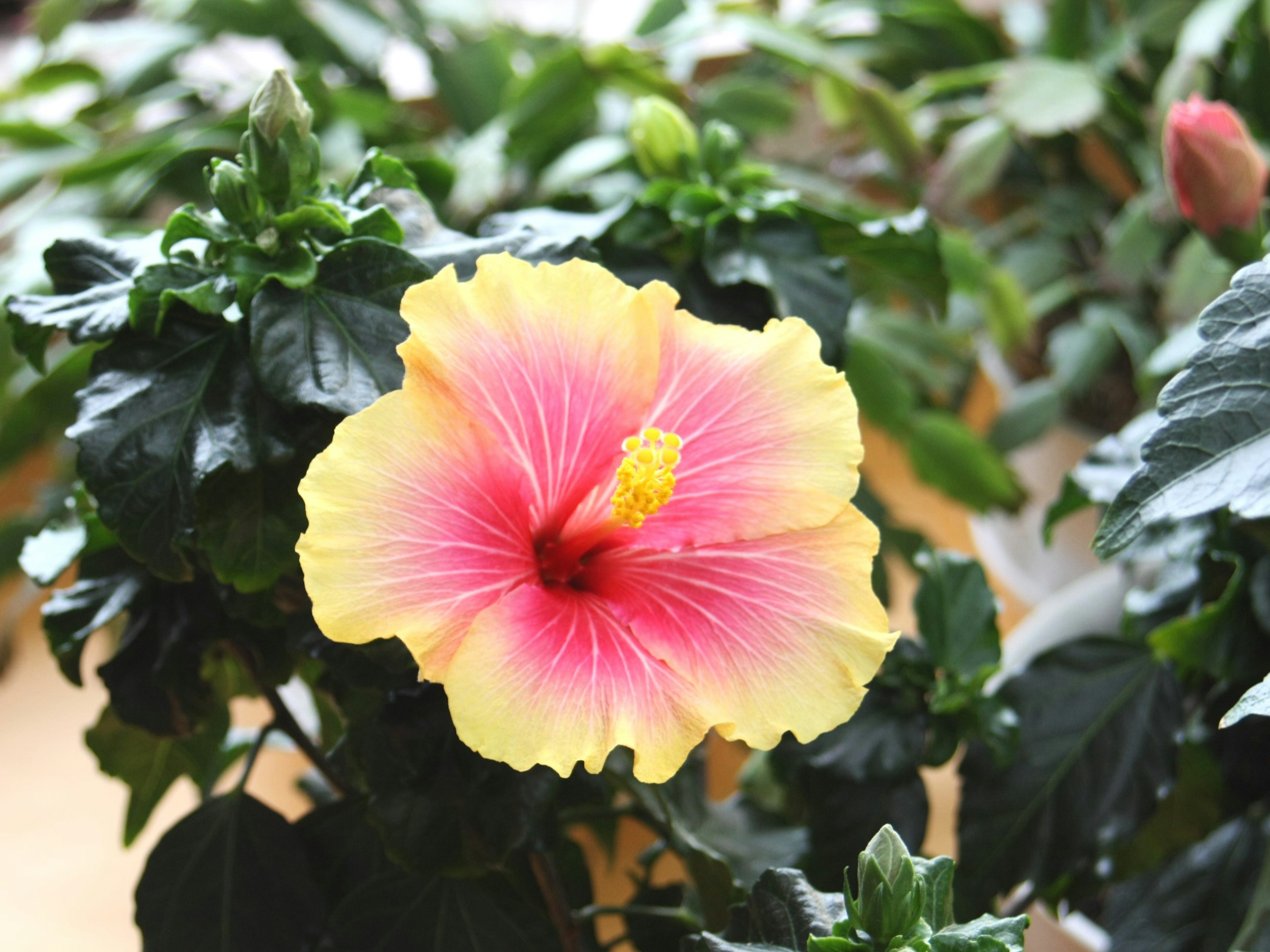 Fleur d'hibiscus jaune et rose vibrante entourée de feuilles vertes