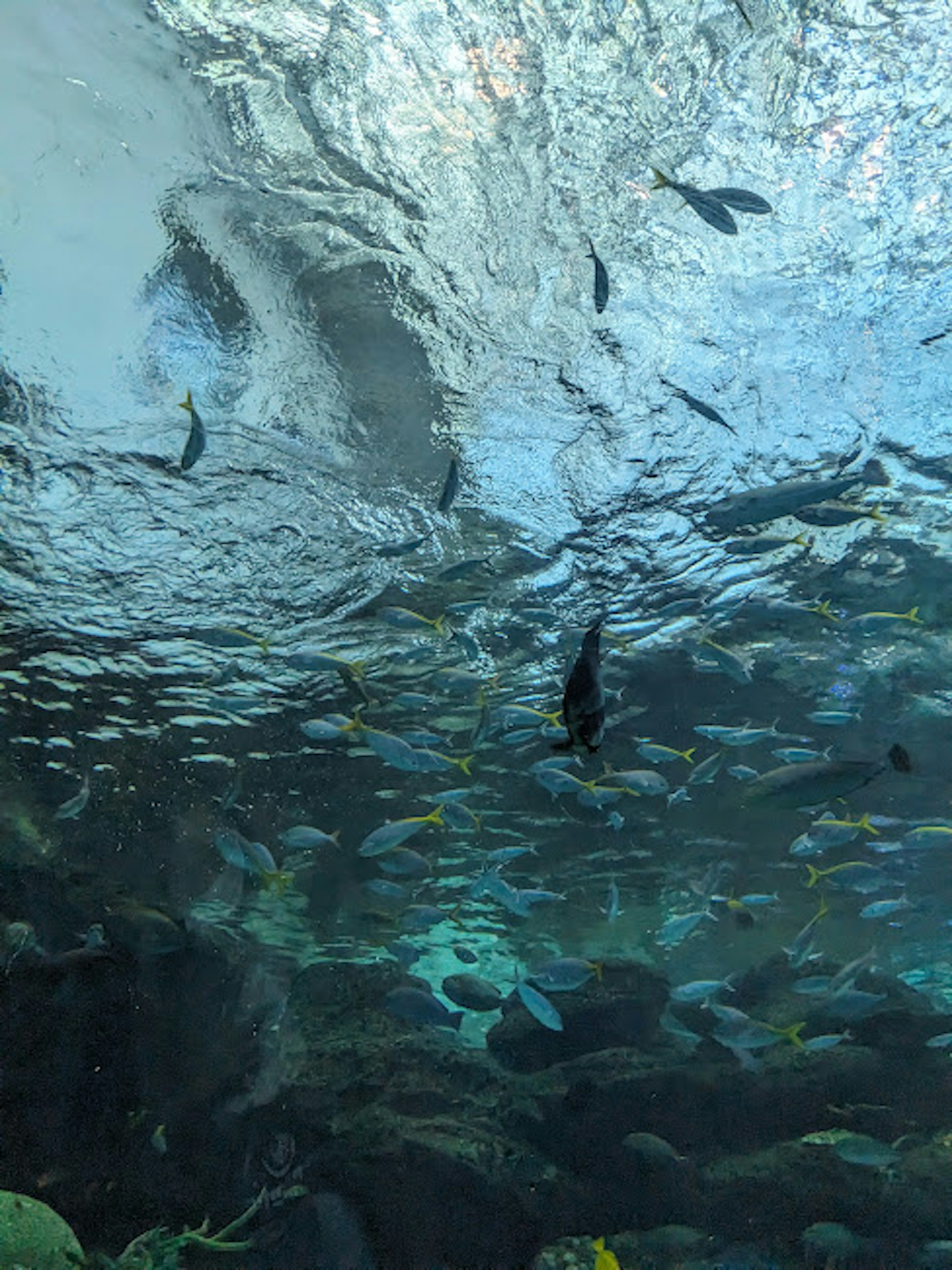 Underwater scene featuring fish and rippling water surface