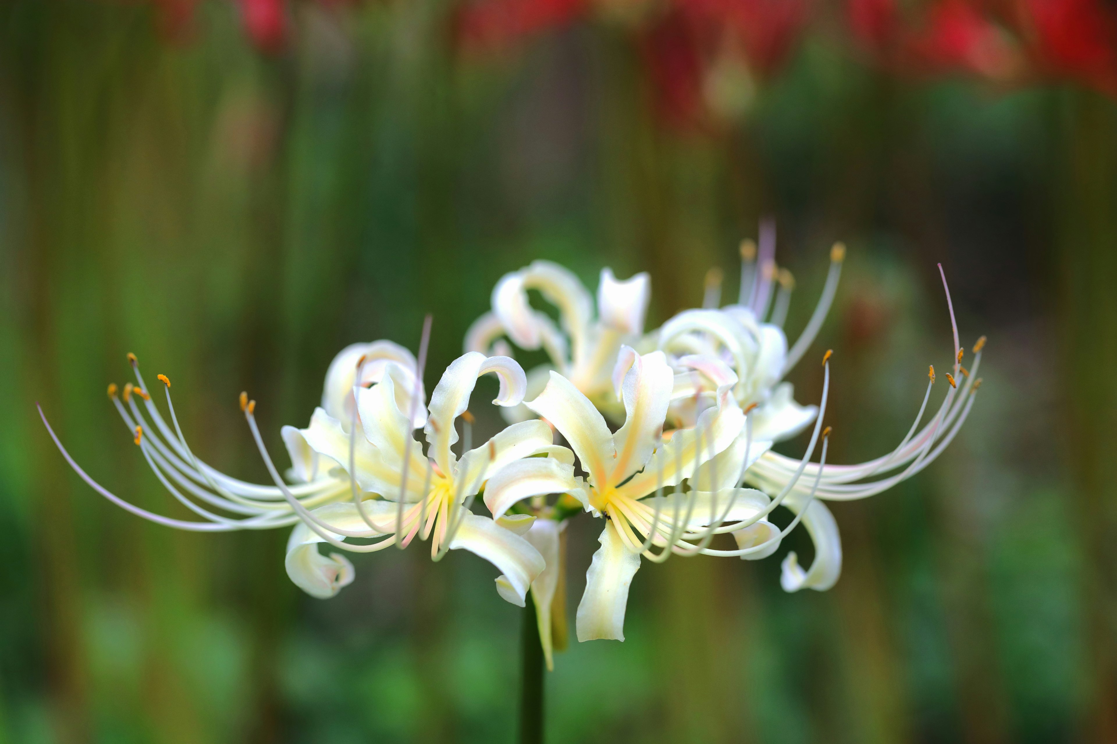 Close-up of delicate white flowers with long petals