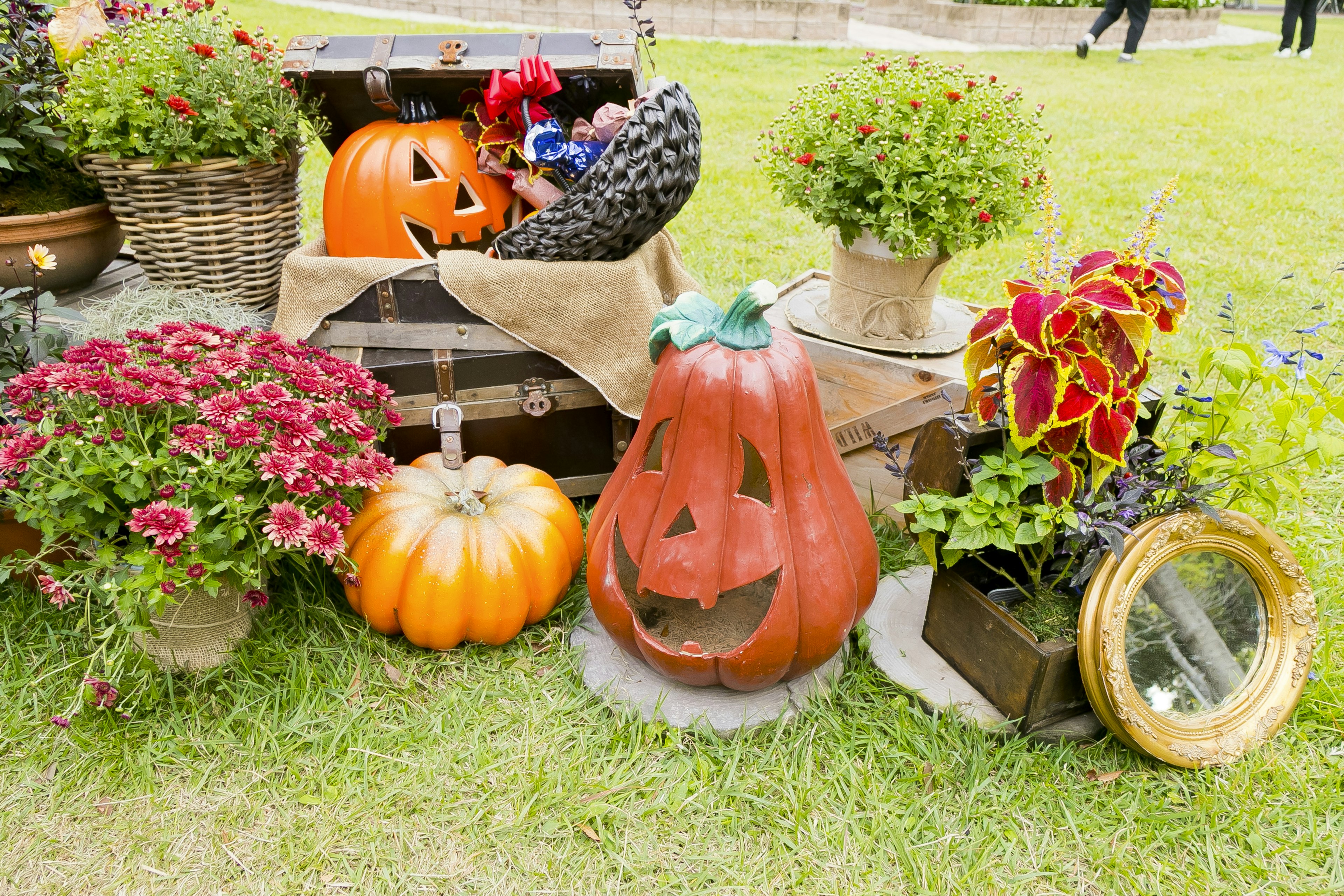 Bunte Blumen und geschnitzte Kürbisse in einem Garten für herbstliche Dekorationen angeordnet