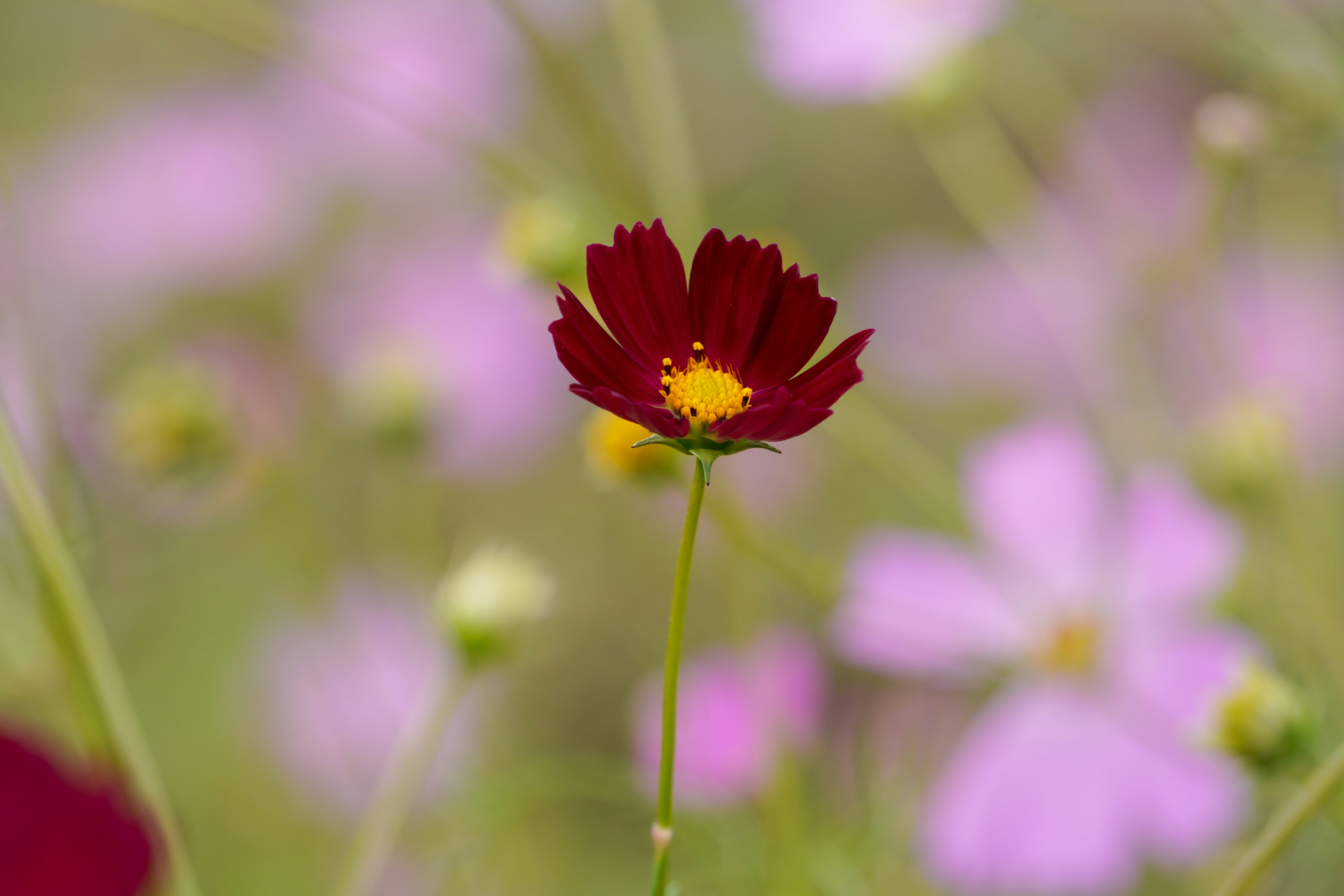 赤い花と背景の淡いピンクの花々