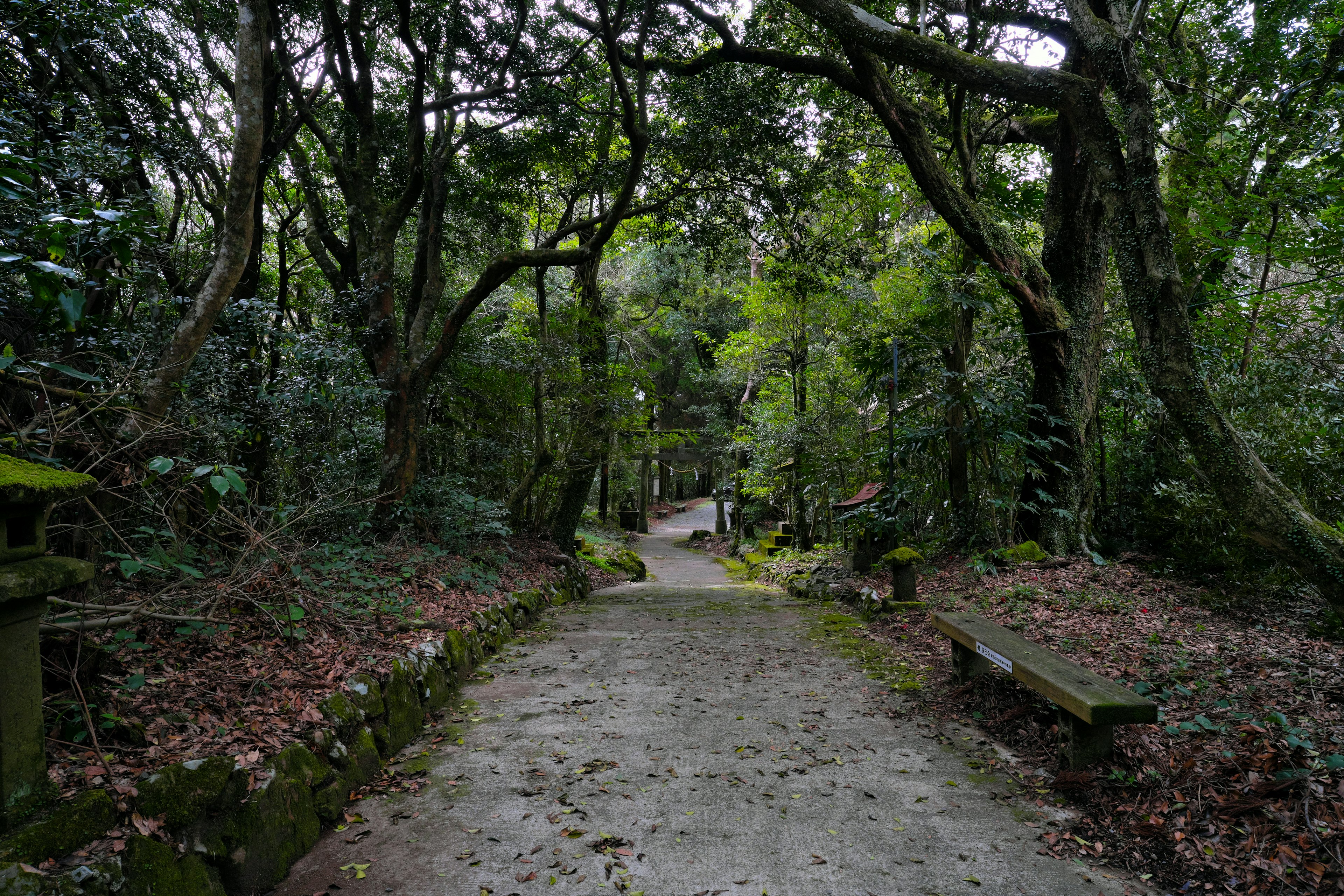 Un chemin serein entouré de verdure luxuriante et de vieux bancs