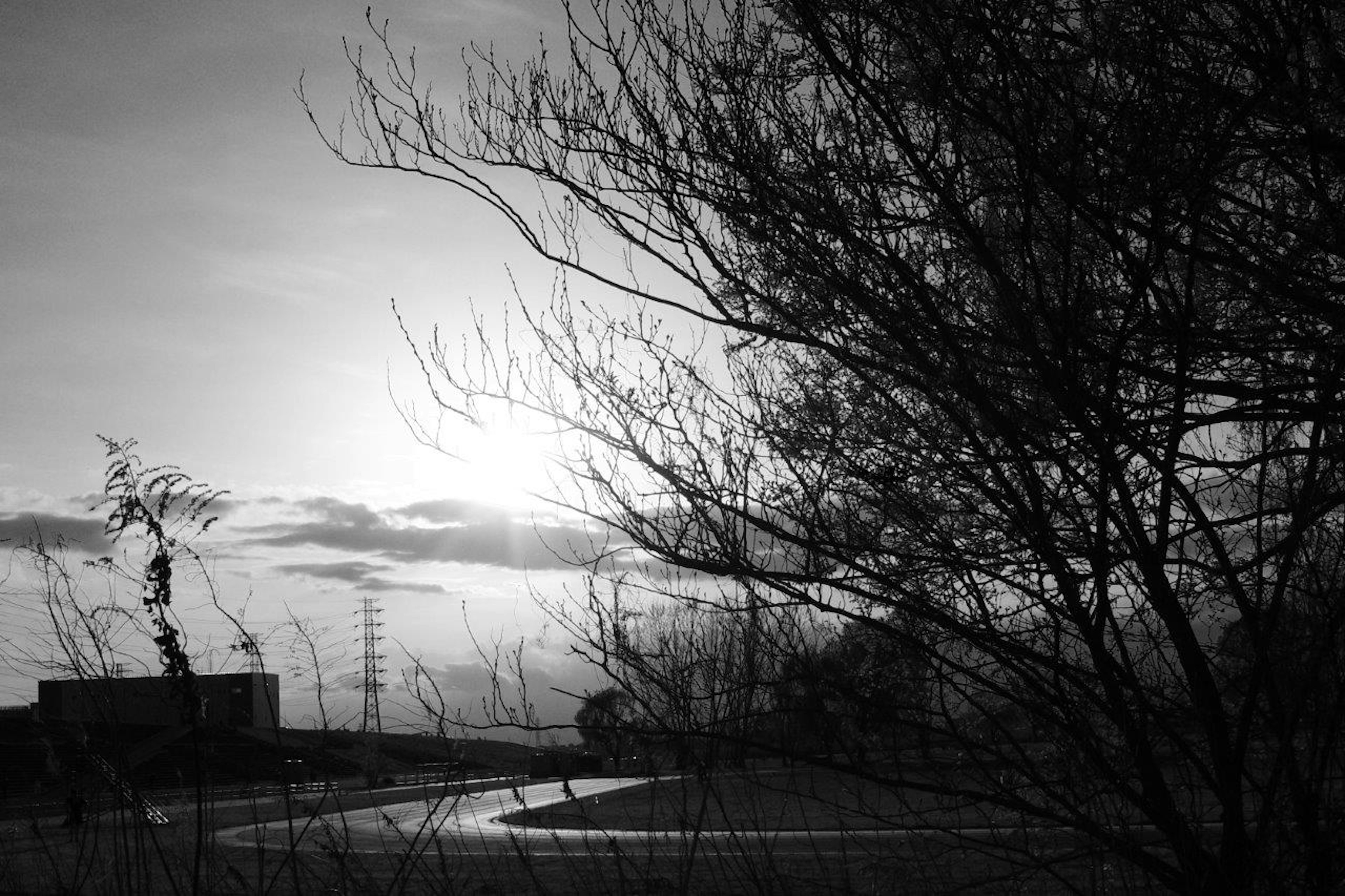 Silueta de árboles contra un paisaje en blanco y negro con un camino sinuoso