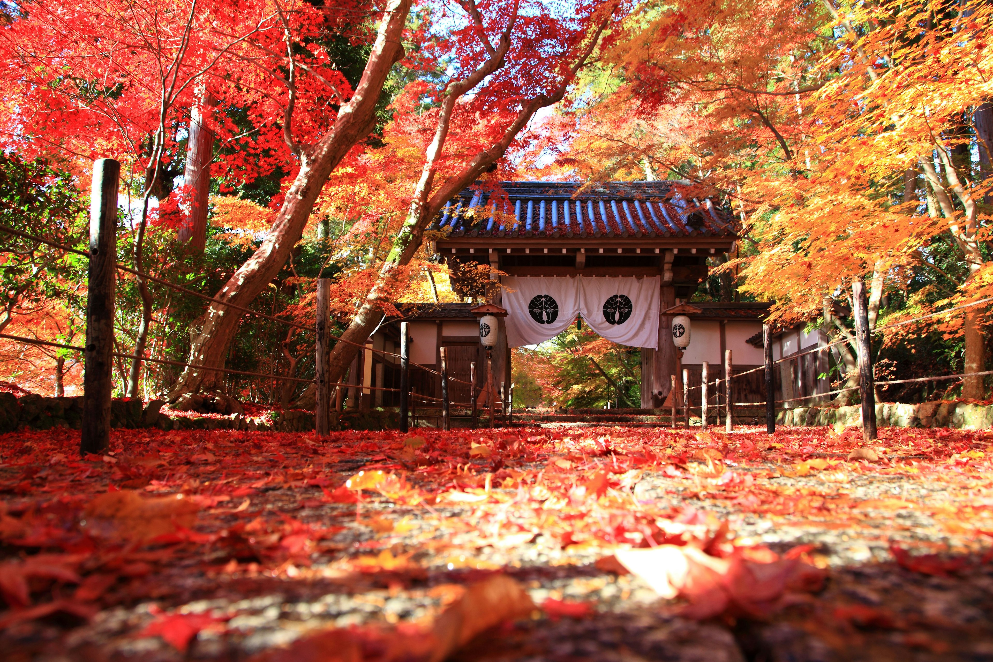 Puerta del templo rodeada de hojas de otoño y follaje rojo vibrante