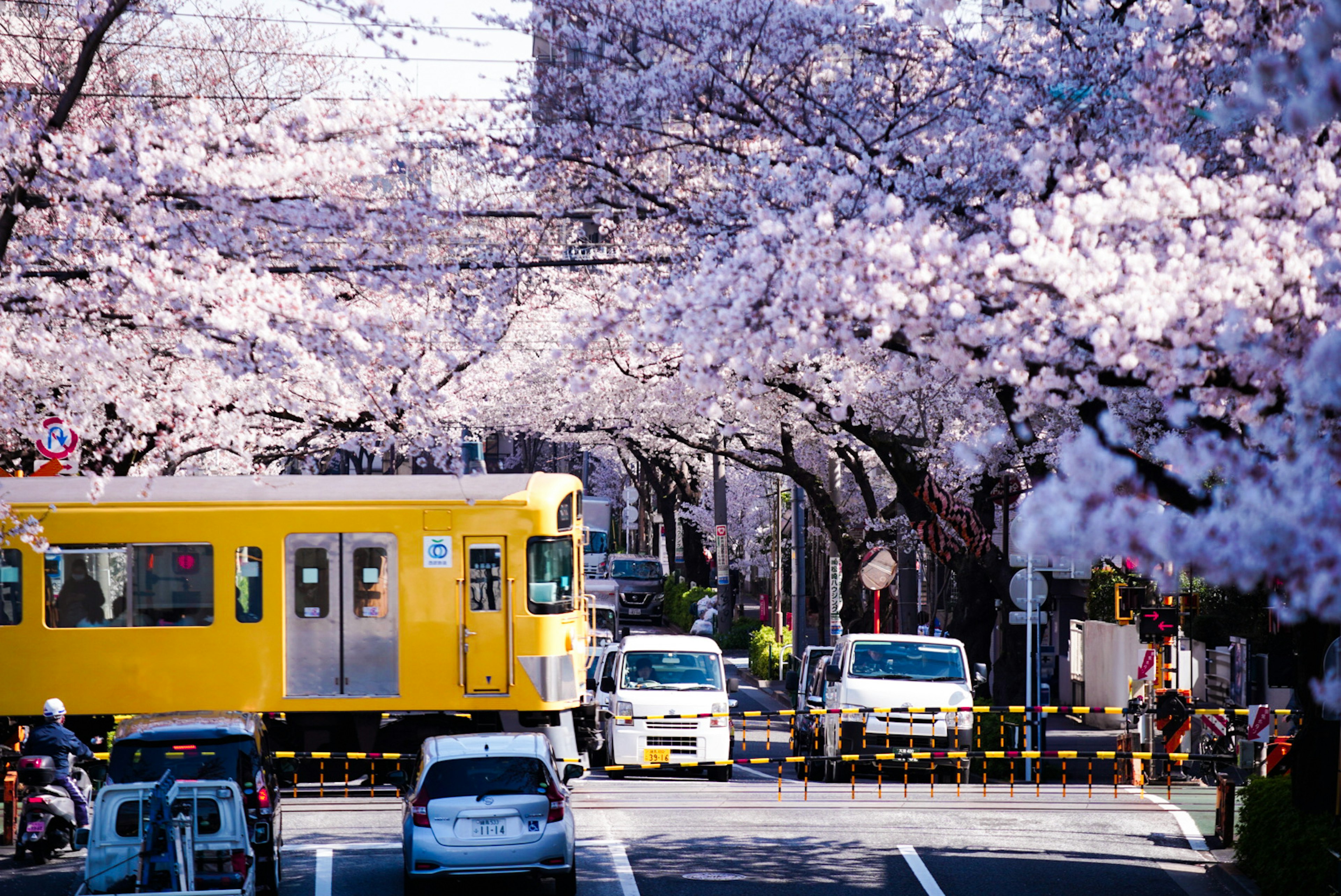 Trem kuning di jalan yang dihiasi pohon sakura berbunga