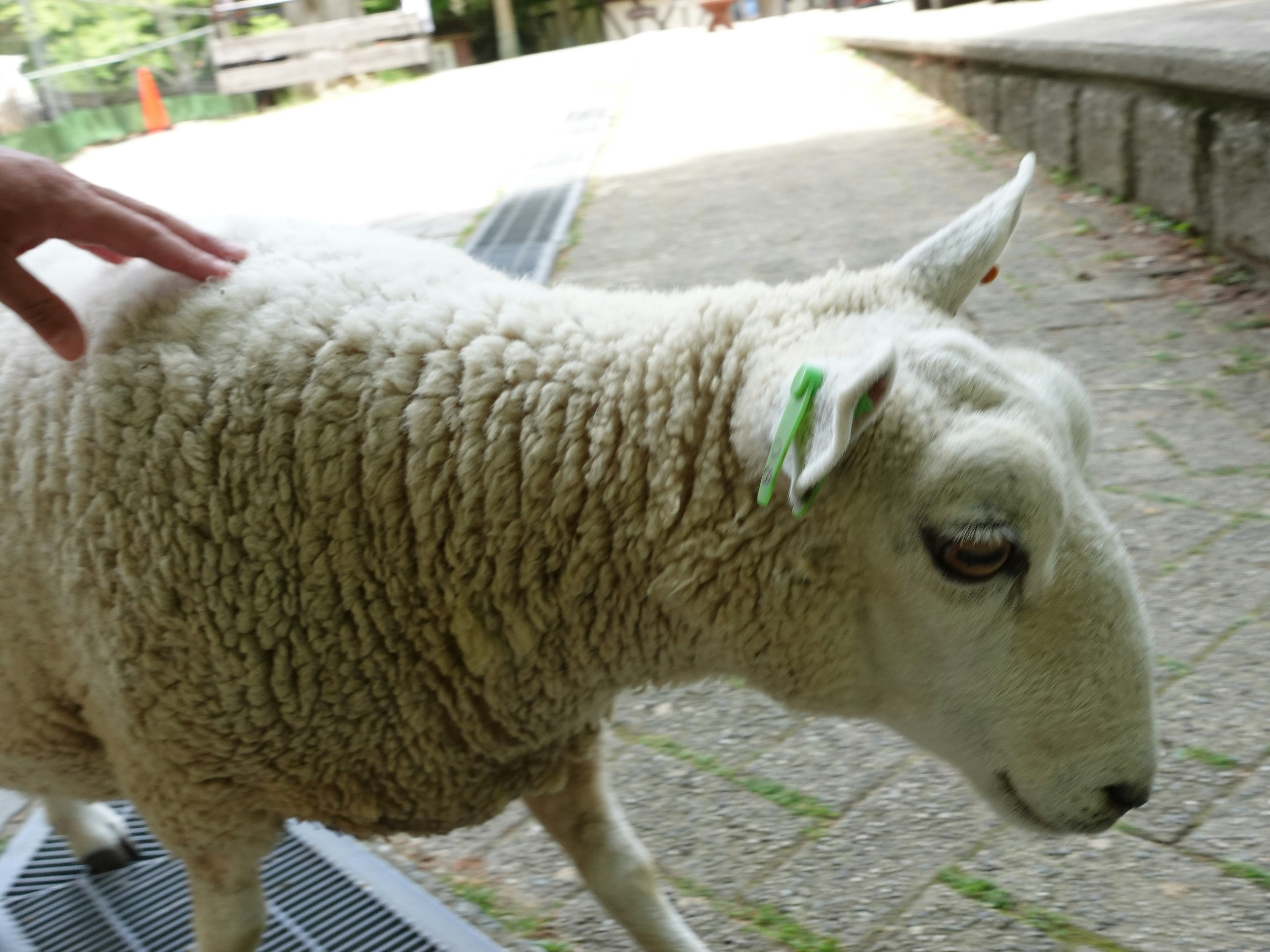 A sheep being gently touched by a hand with fluffy wool