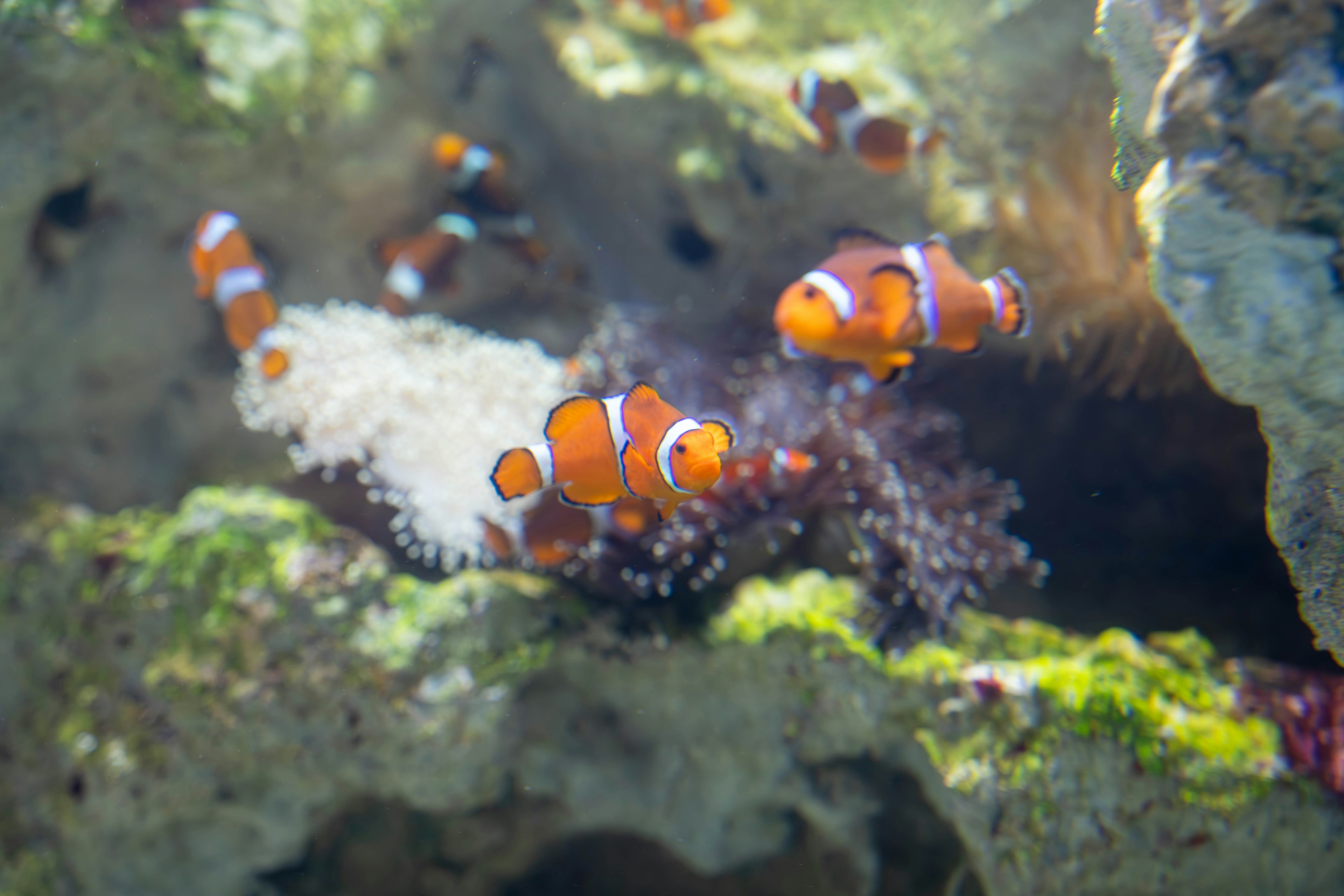 Peces payaso coloridos nadando entre algas en una escena submarina