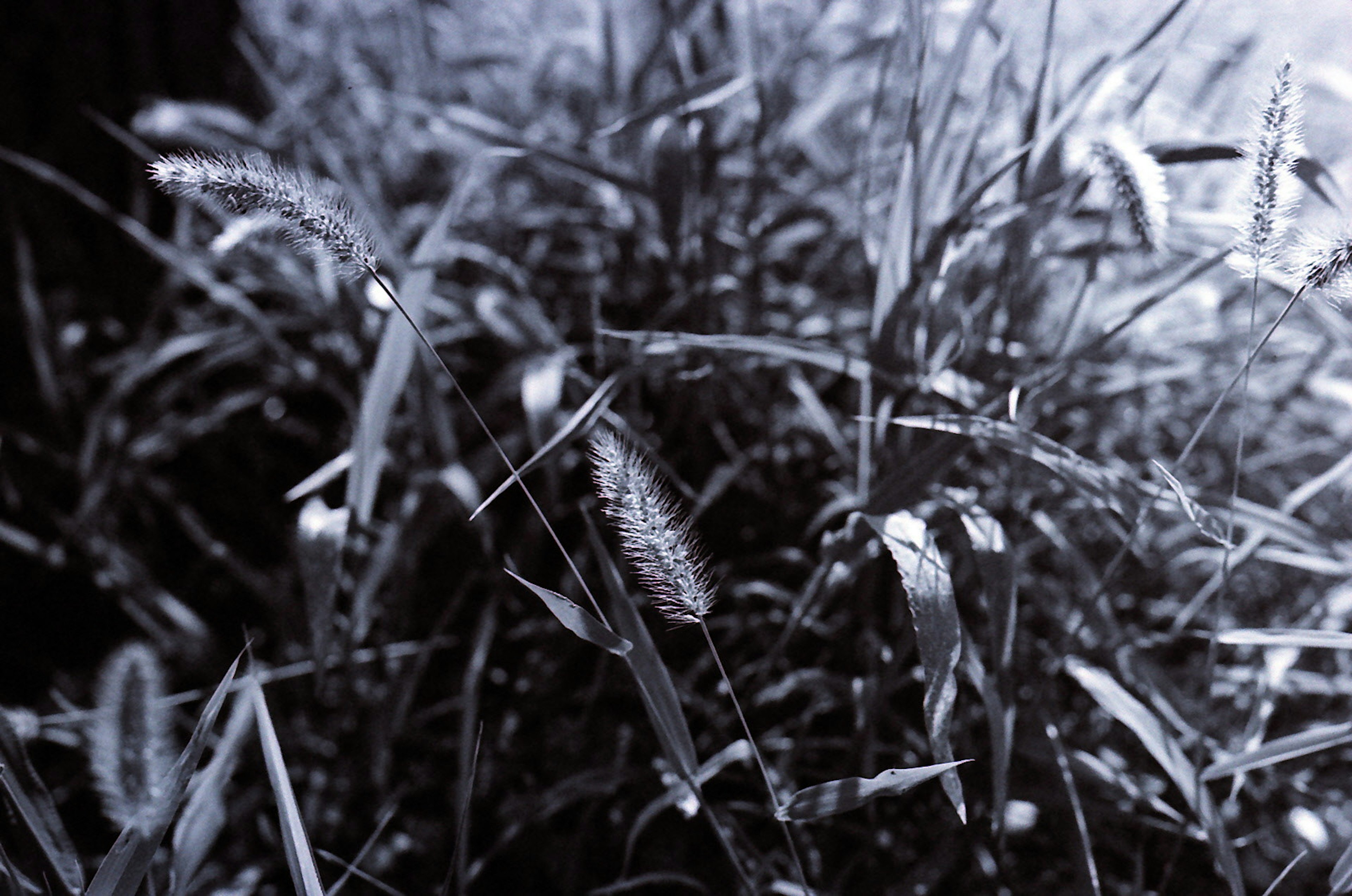 Image en gros plan d'herbe en contraste noir et blanc