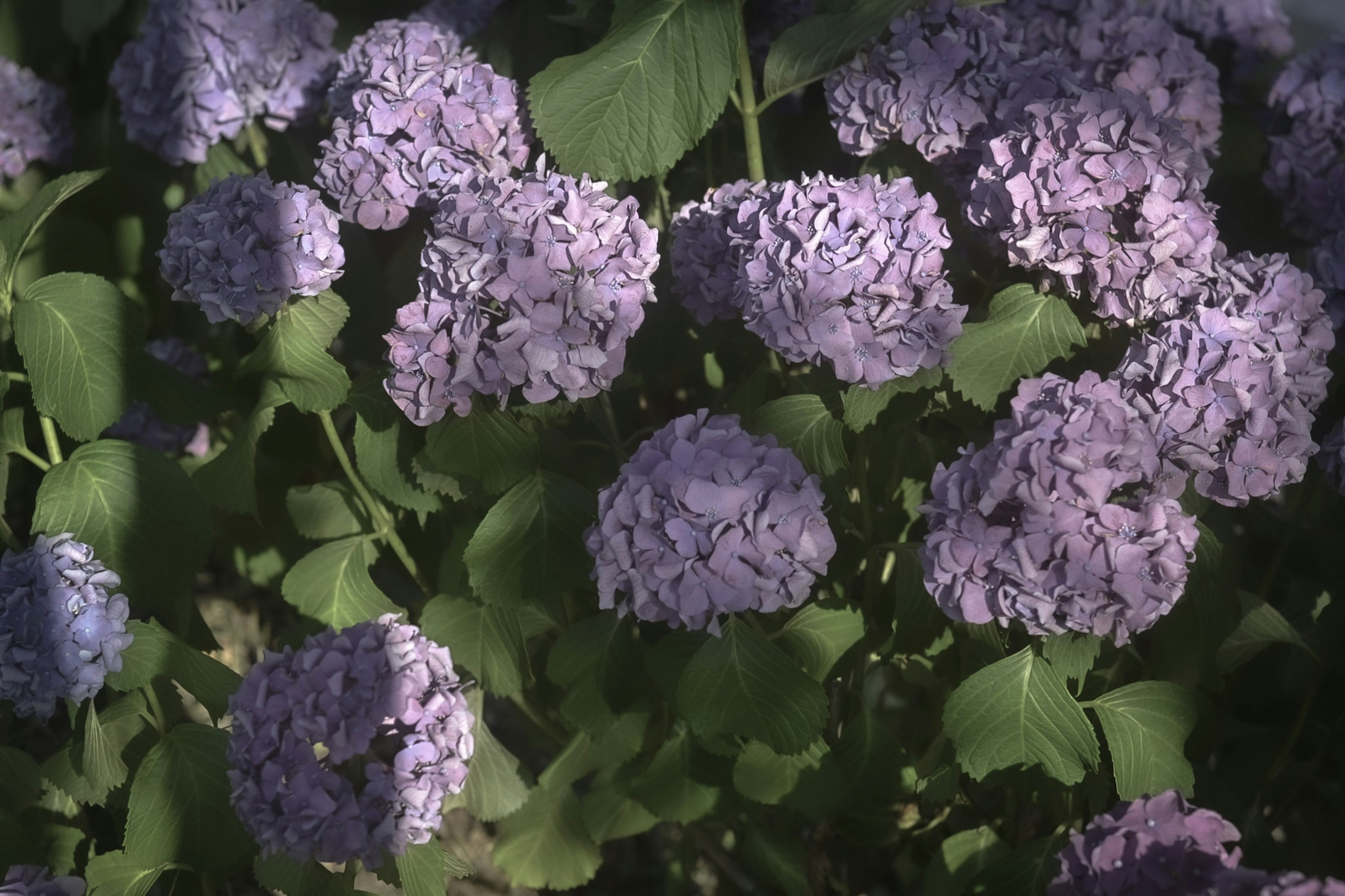 Primer plano de plantas con flores moradas