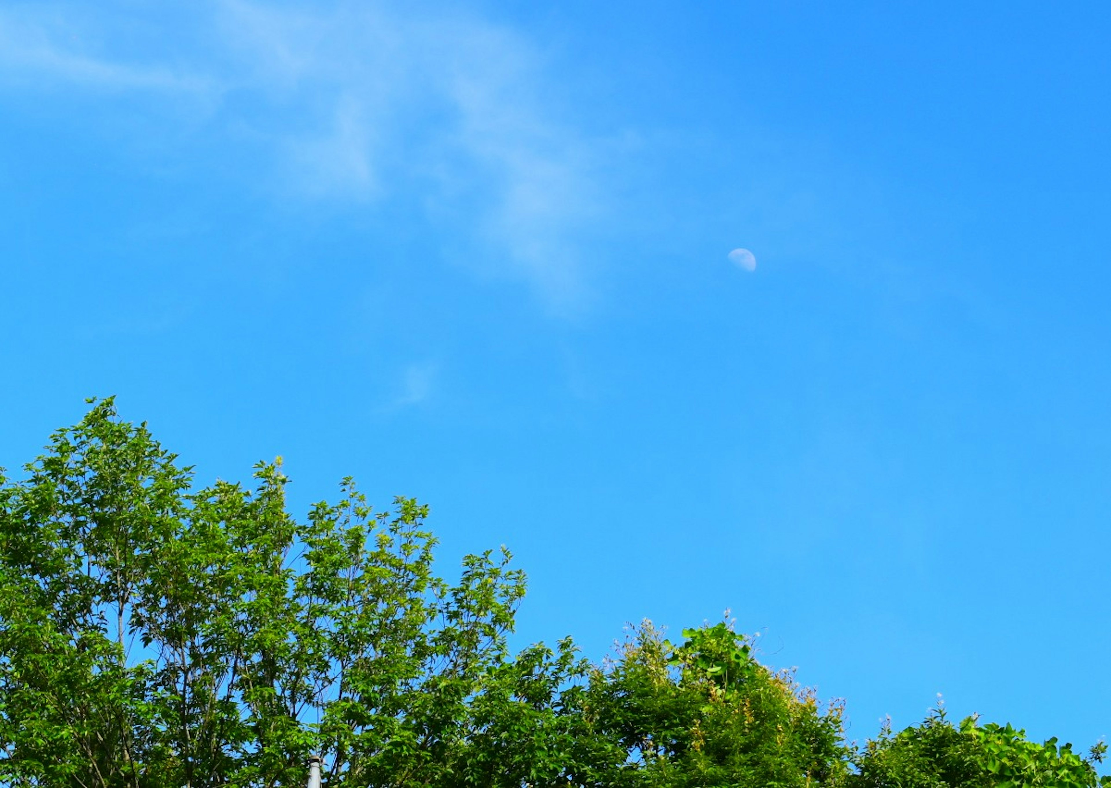 Ein klarer blauer Himmel mit sichtbarem Mond und grünen Bäumen