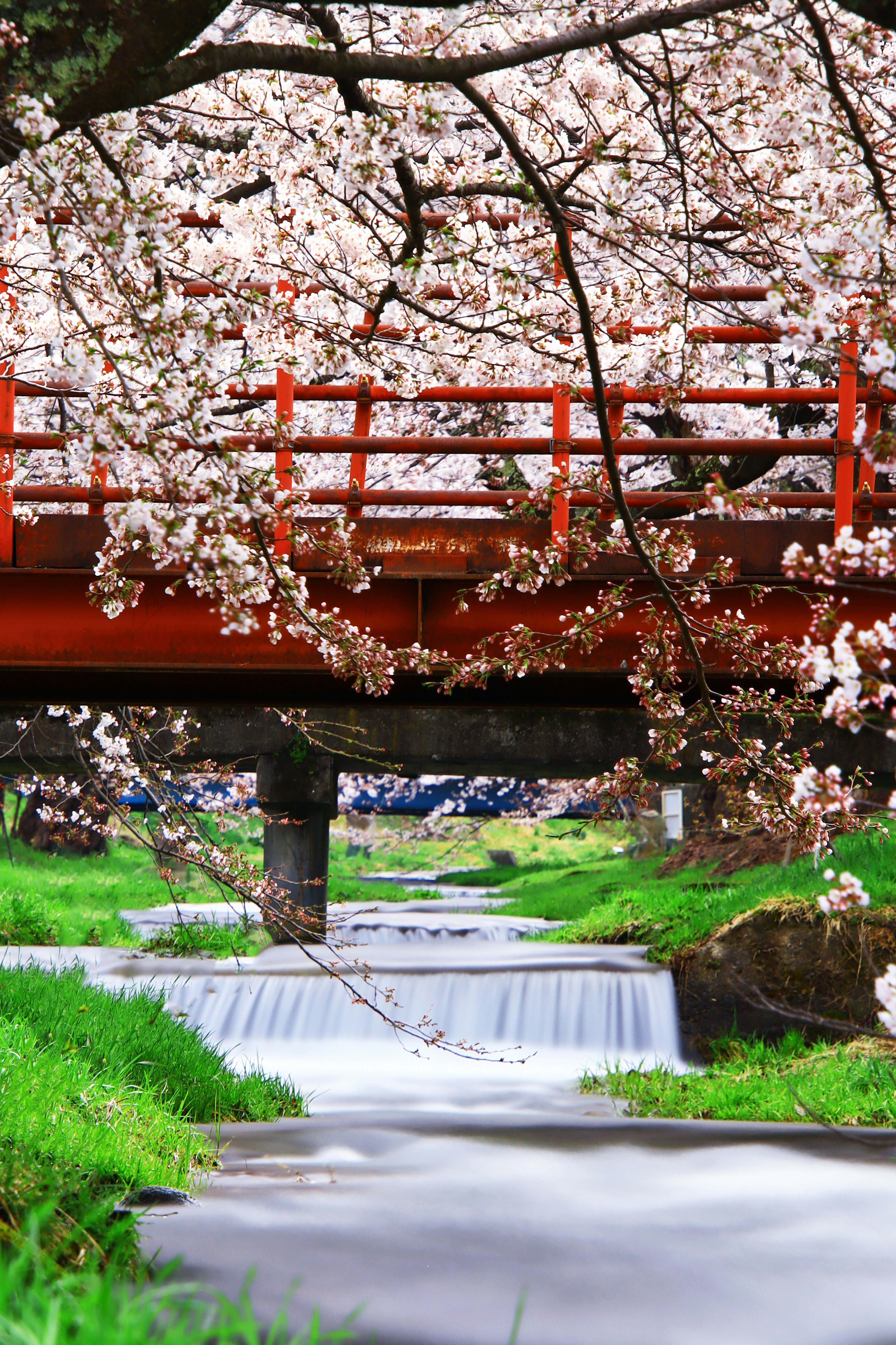 Pohon sakura berbunga dengan jembatan merah di atas aliran sungai