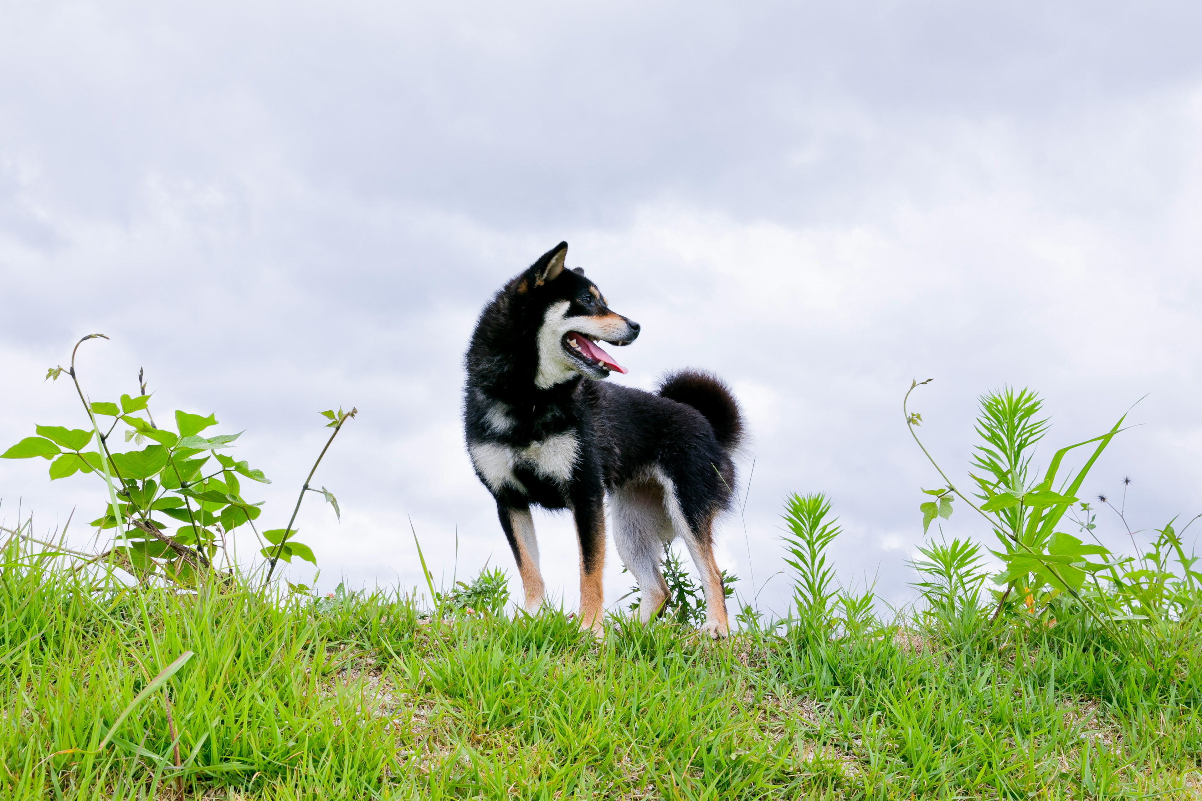 芝生の上に立つ黒と白の柴犬が振り返っている