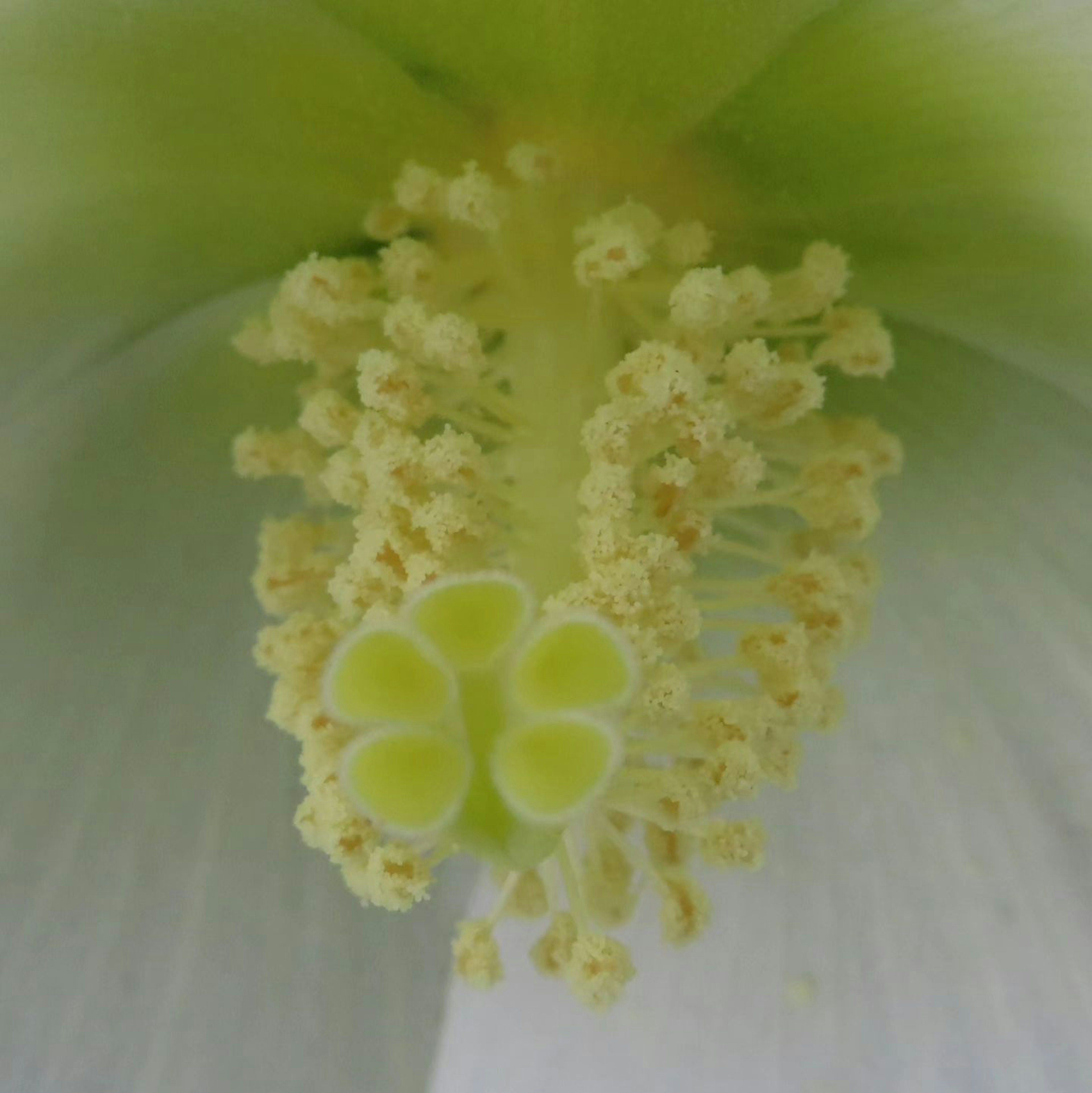 Acercamiento de estambres y pistilos amarillos en el centro de una flor blanca