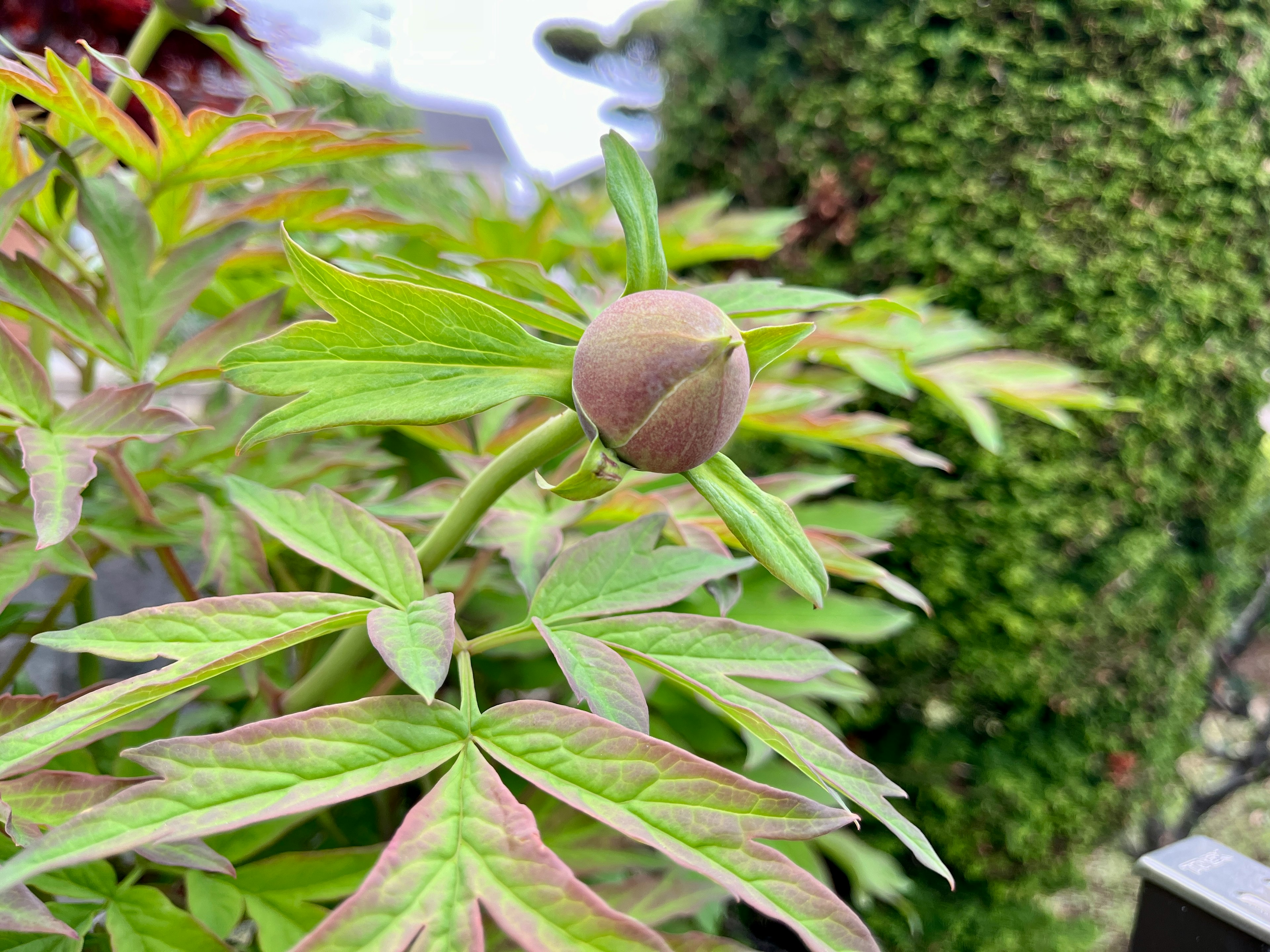 緑色の葉とつぼみを持つ植物のクローズアップ