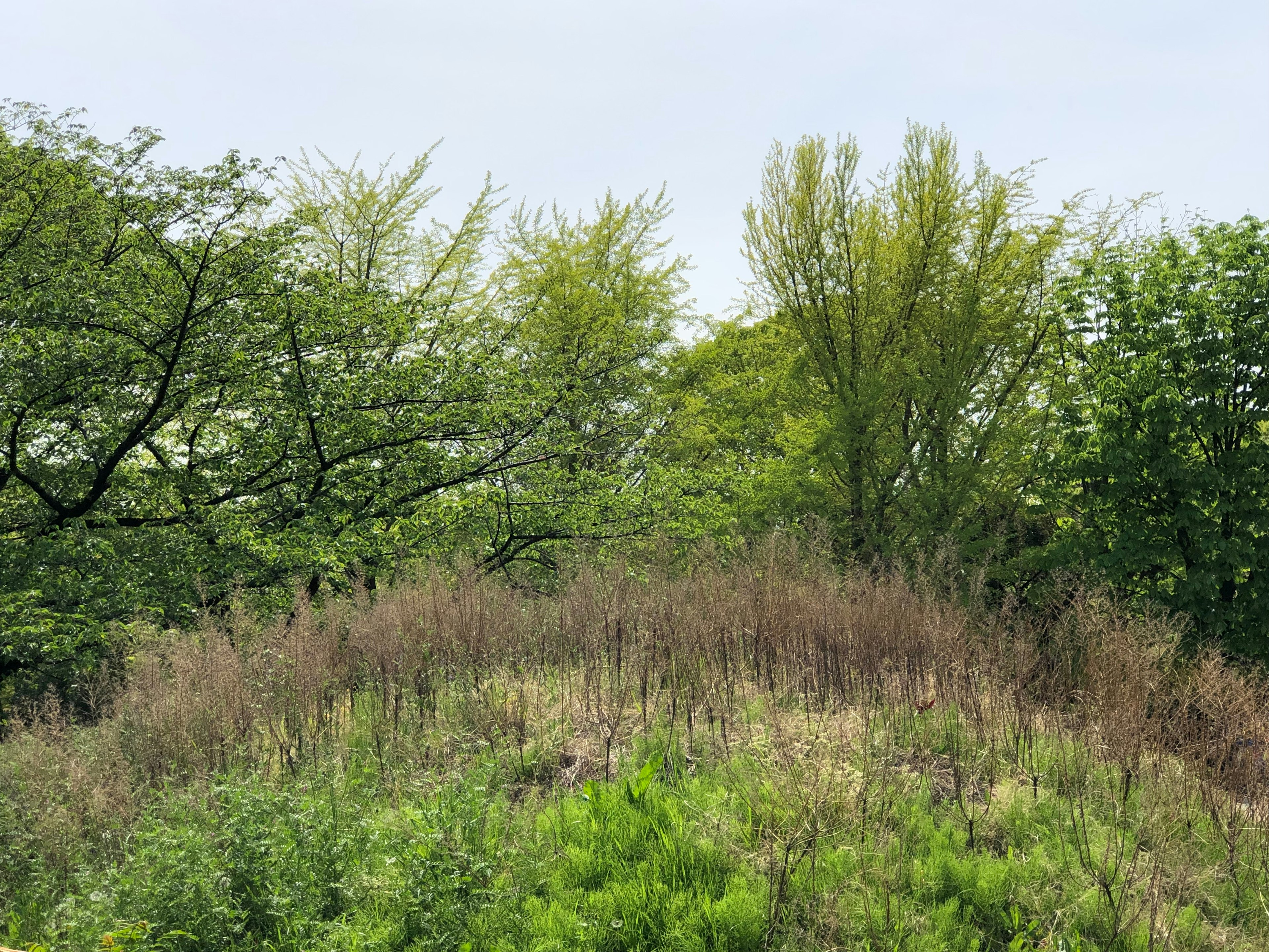 Üppige Vegetation mit Bäumen und Gras auf einem Hügel