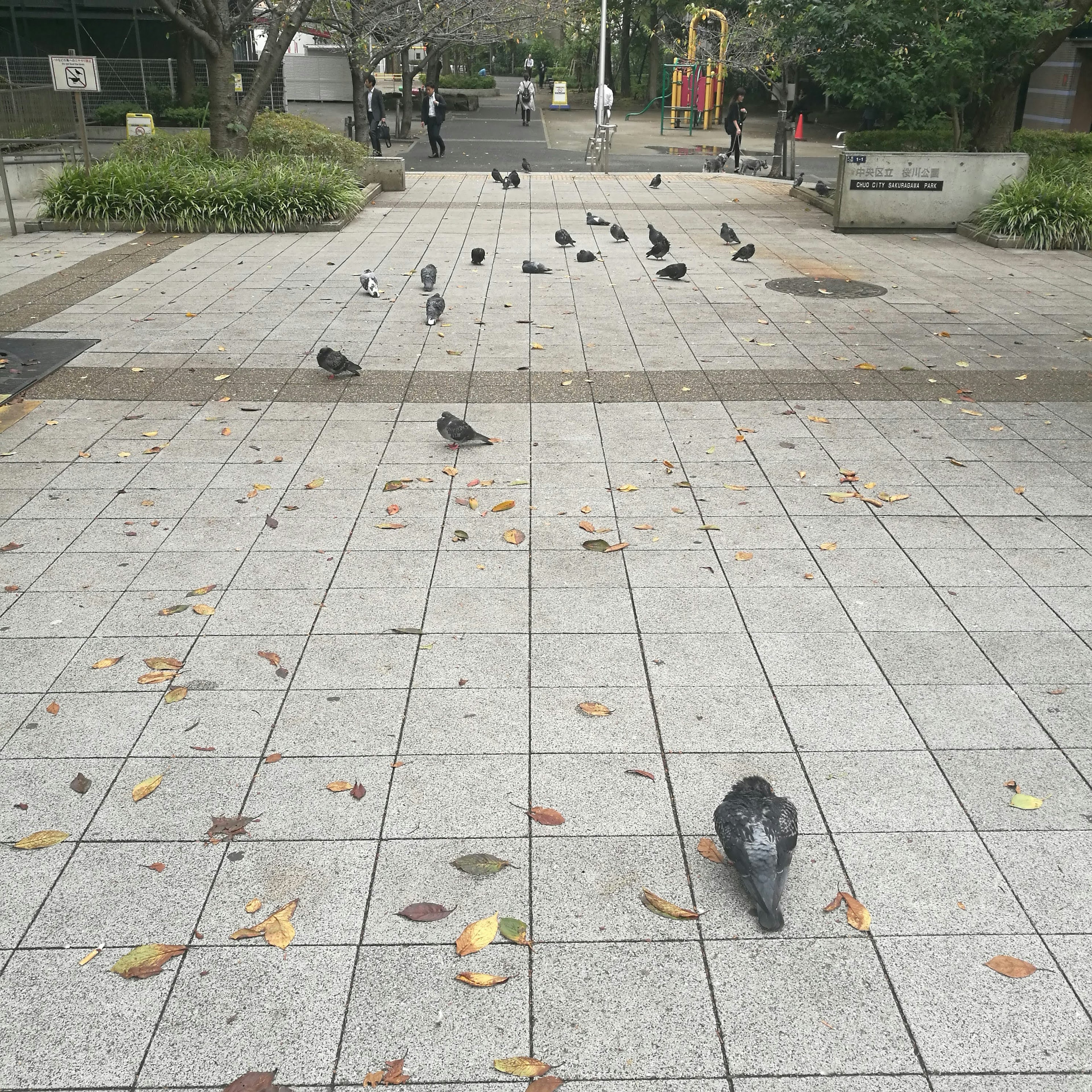 Burung merpati berjalan di alun-alun beraspal taman dengan daun-daun yang jatuh