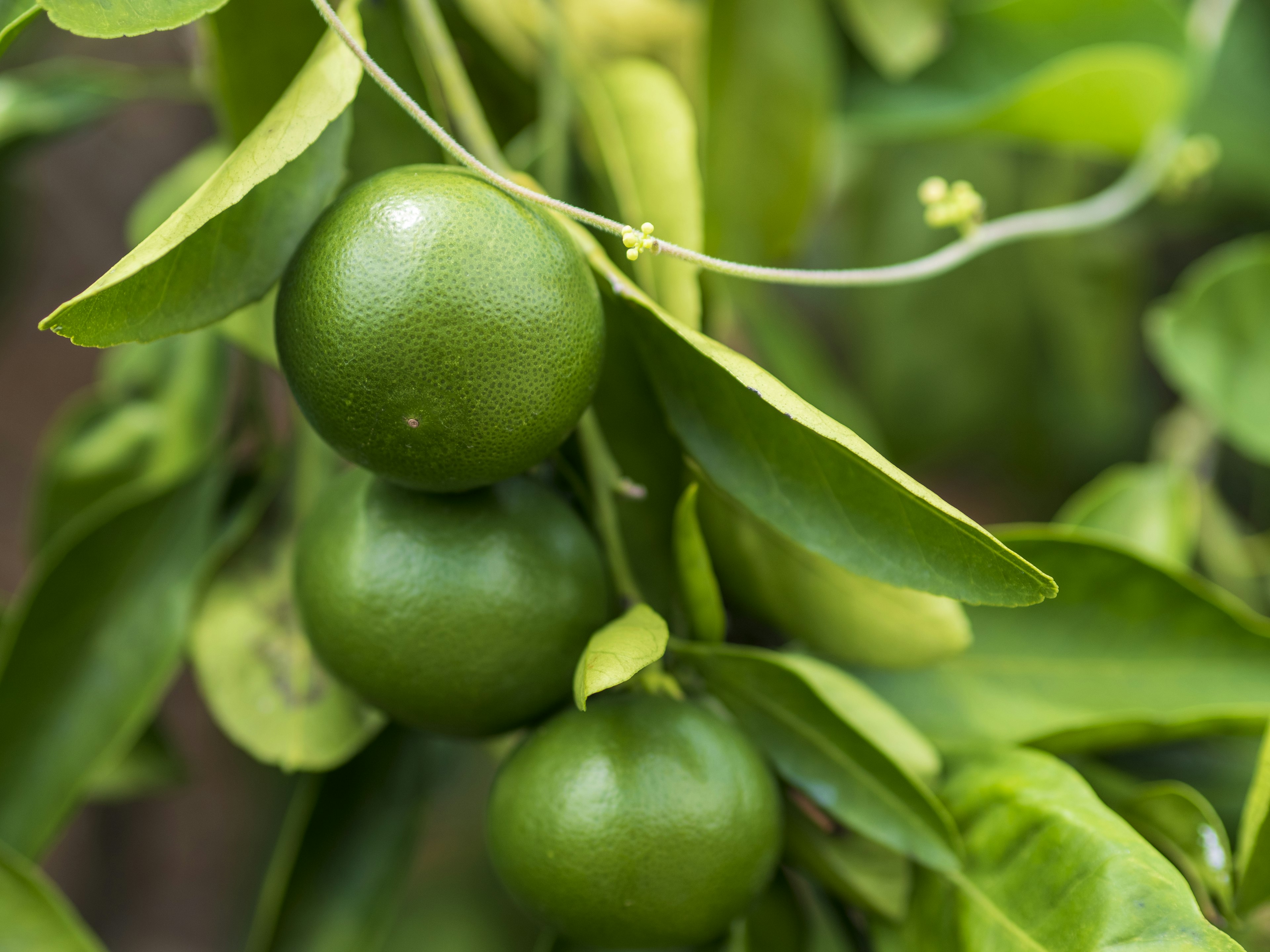 Grüne Mandarinen, die an einem Zweig wachsen