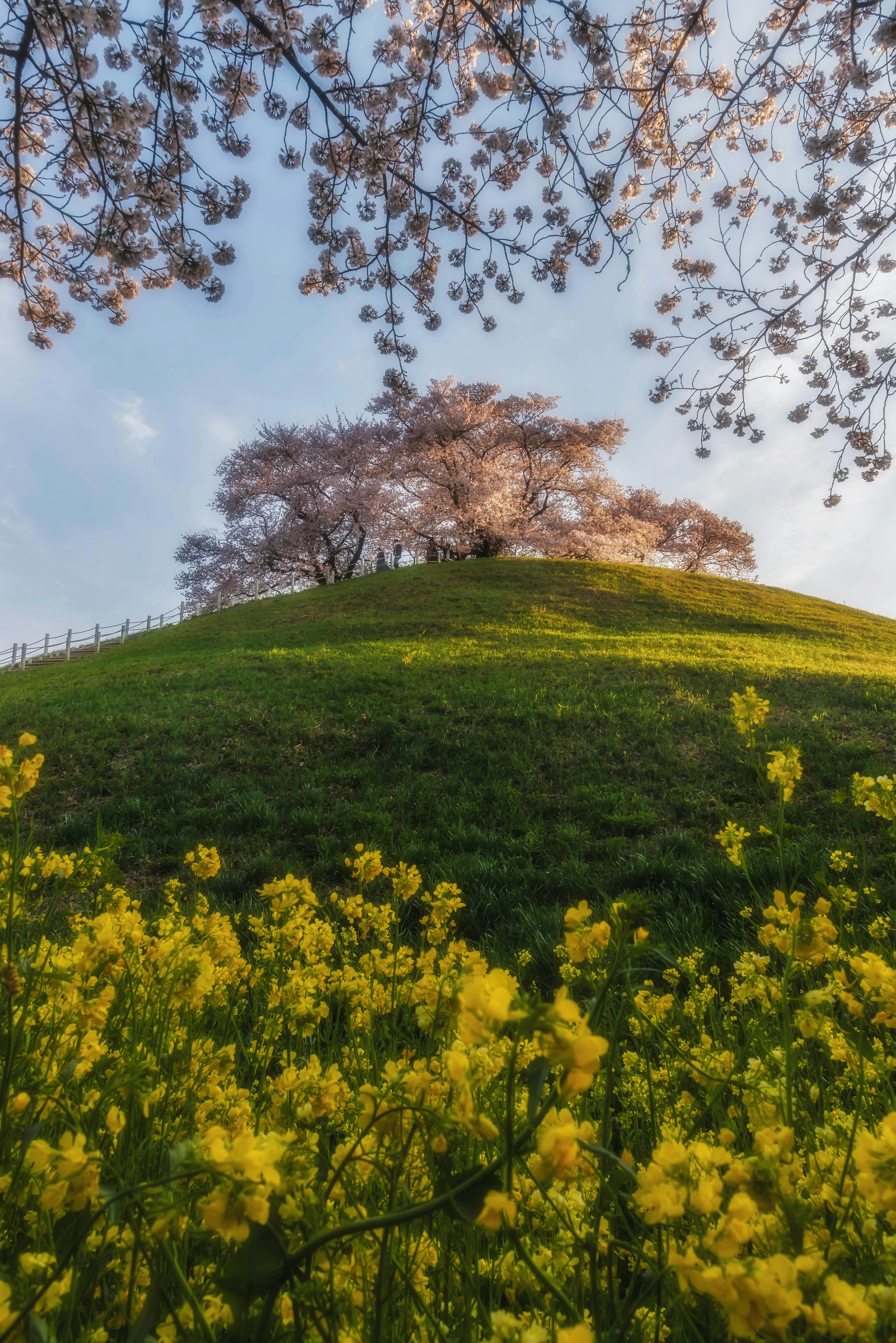 春の桜と菜の花の風景緑の丘の上に咲く桜の木