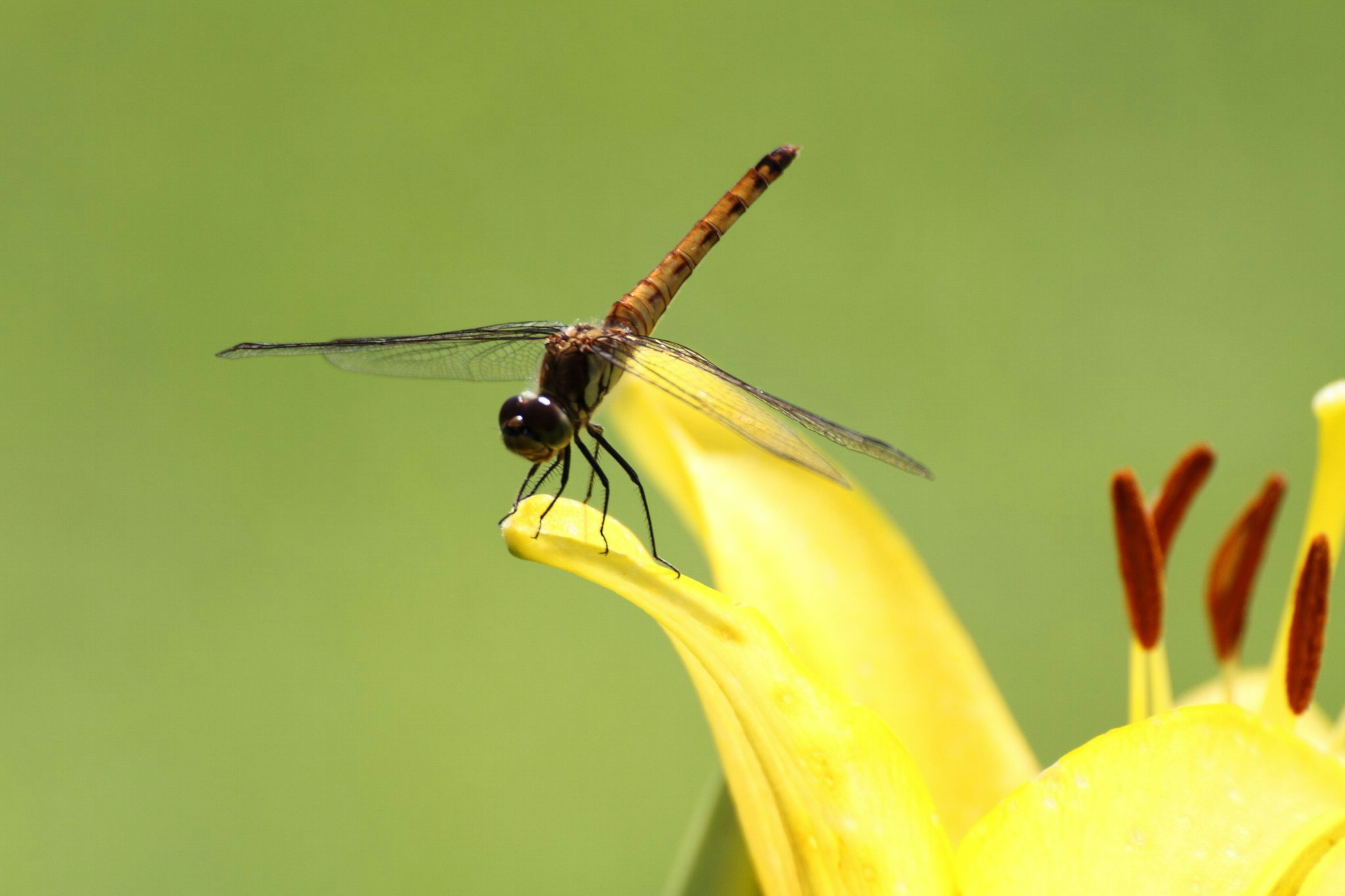 Nahaufnahme einer Libelle auf einer gelben Blume