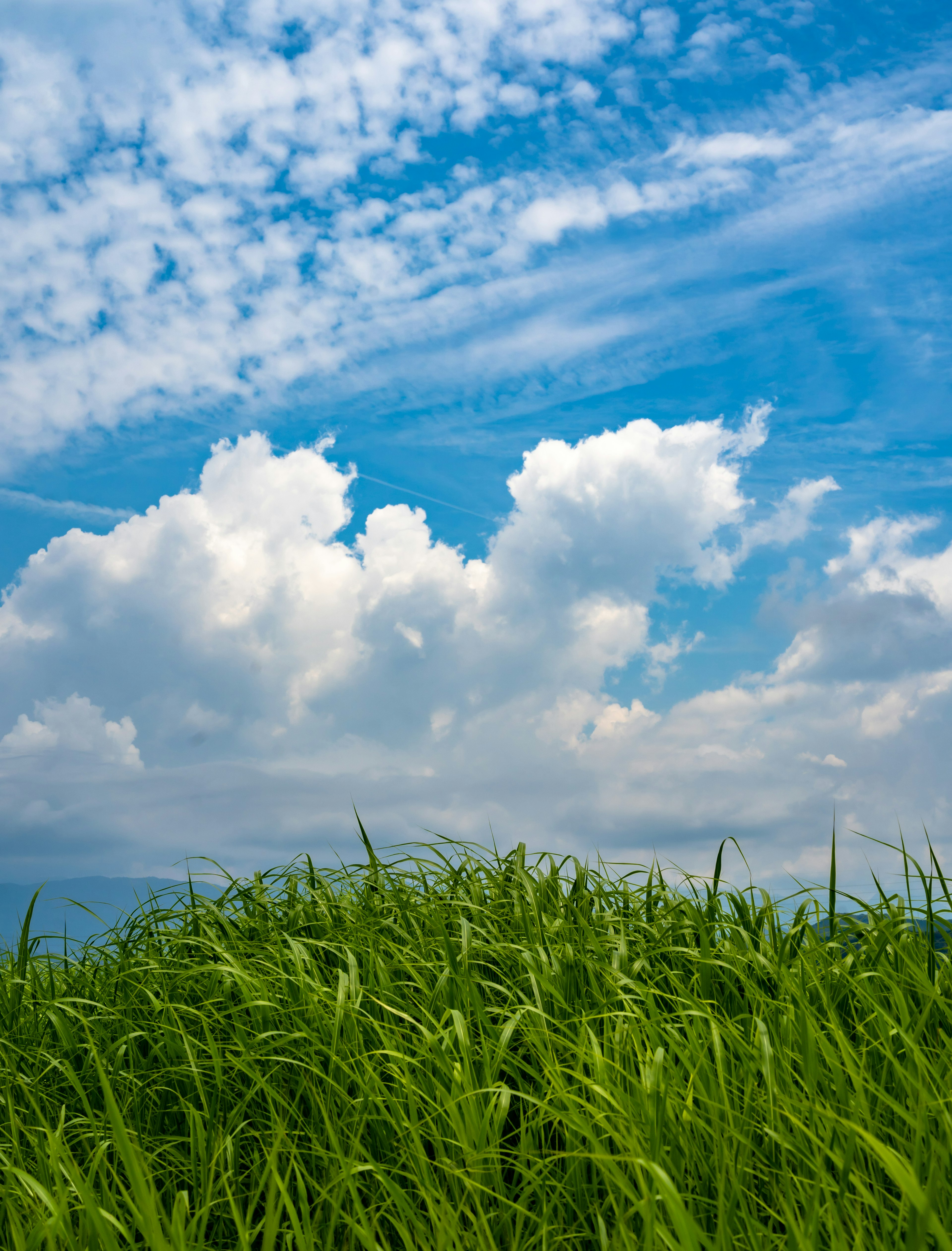 Prato verde sotto un cielo blu con nuvole bianche soffici