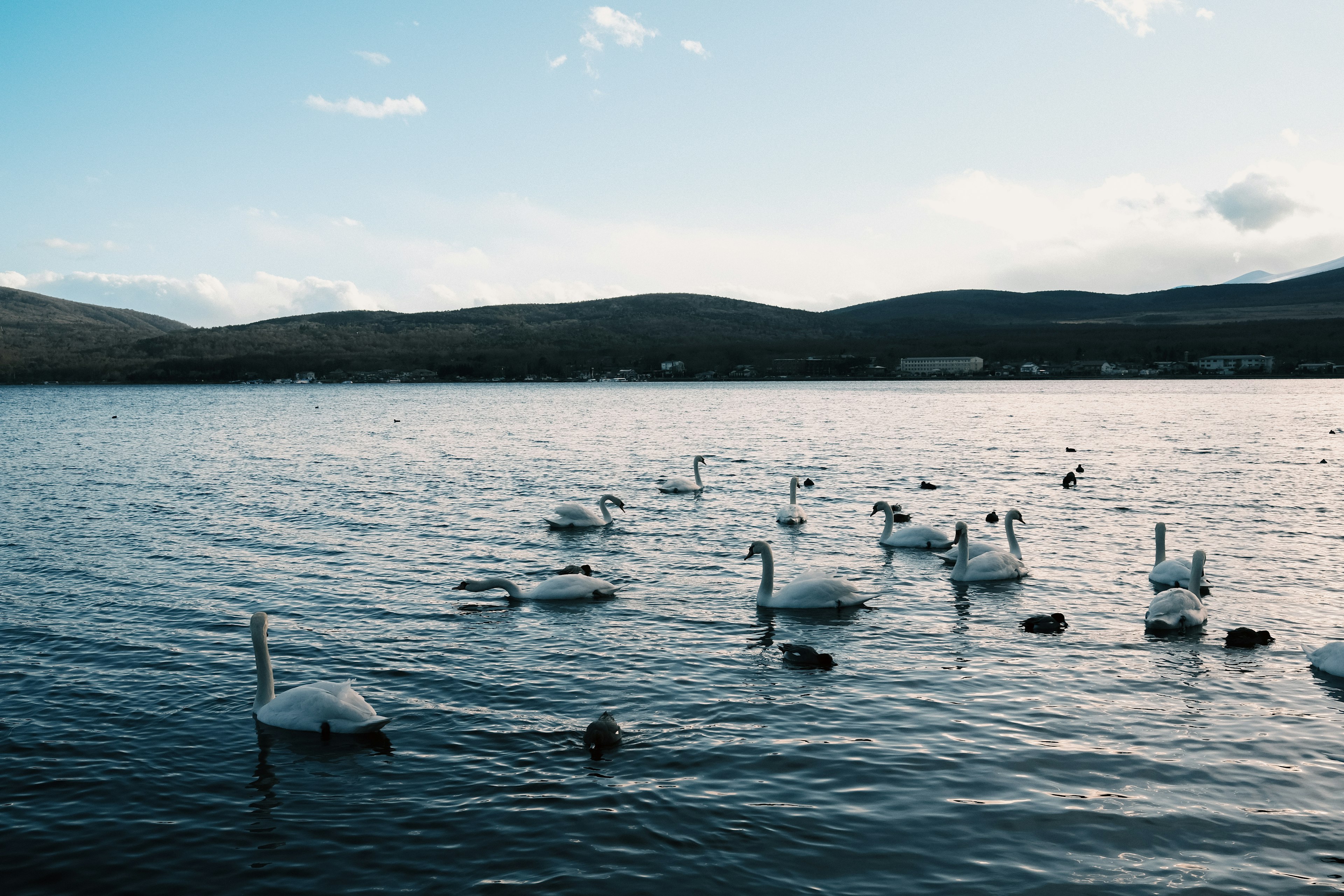 Cigni che galleggiano su un lago tranquillo con cielo blu