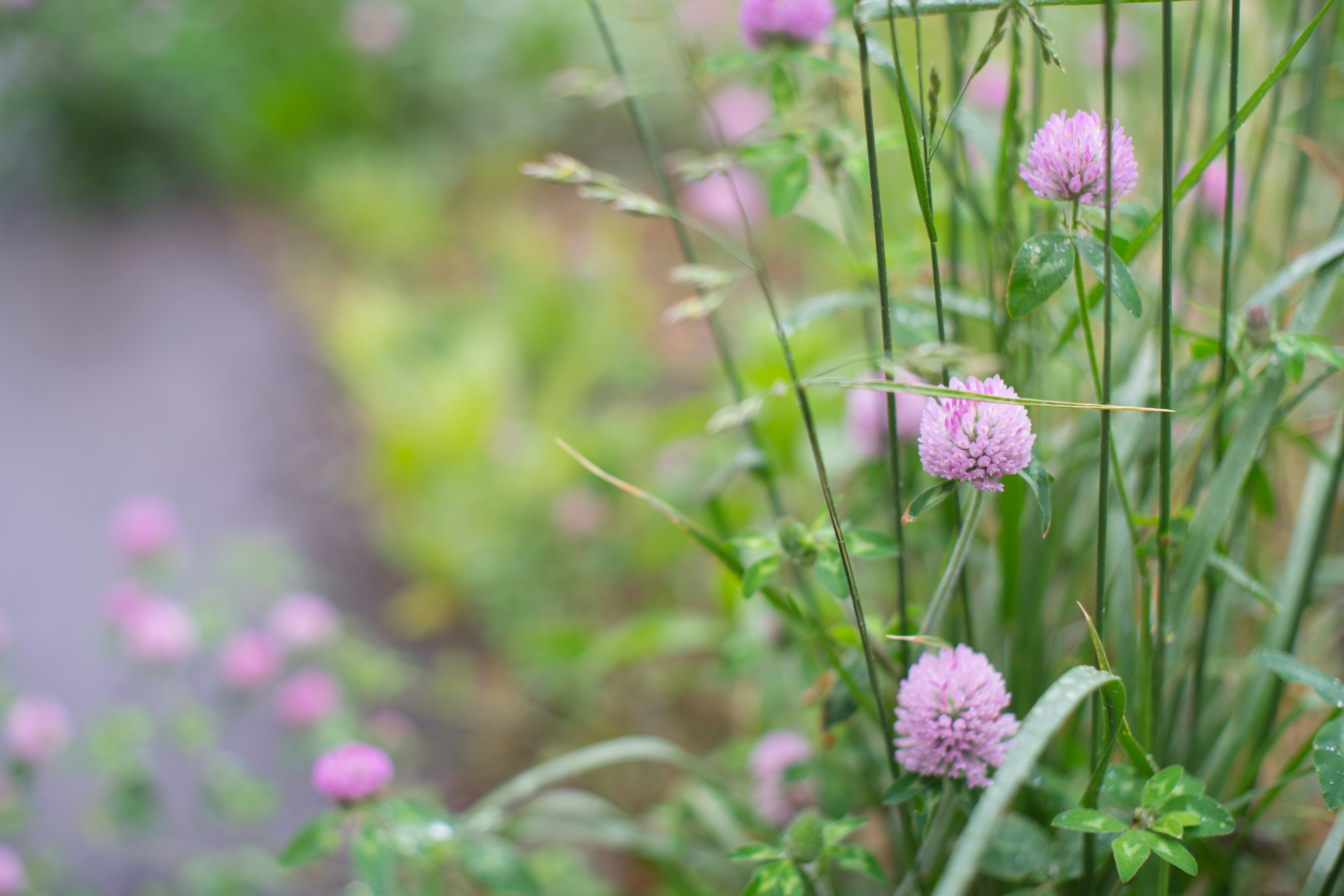 Scène de jardin avec de l'herbe verte et des fleurs violettes en fleurs