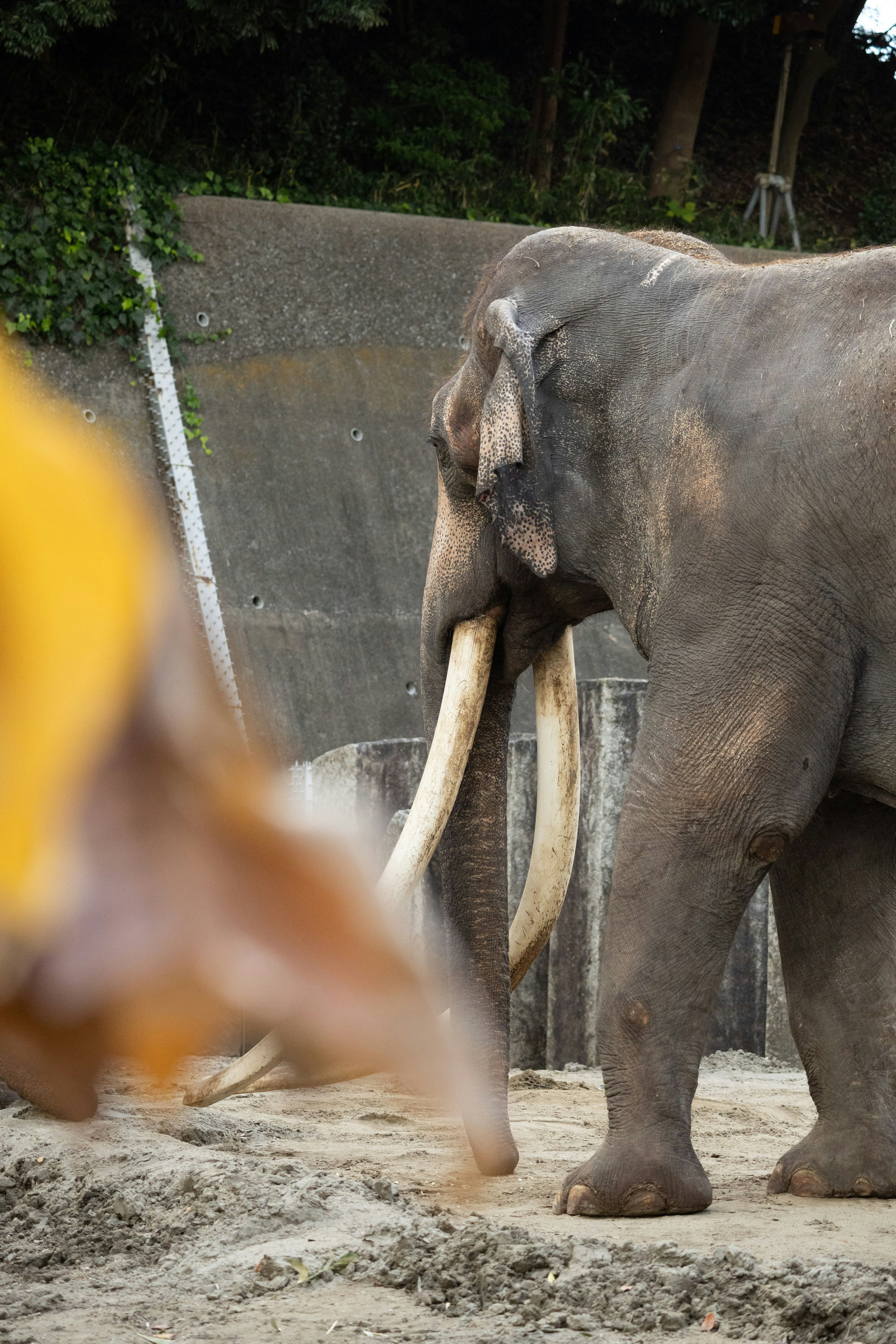Vista laterale di un elefante in un parco safari con grandi zanne e pelle grigia