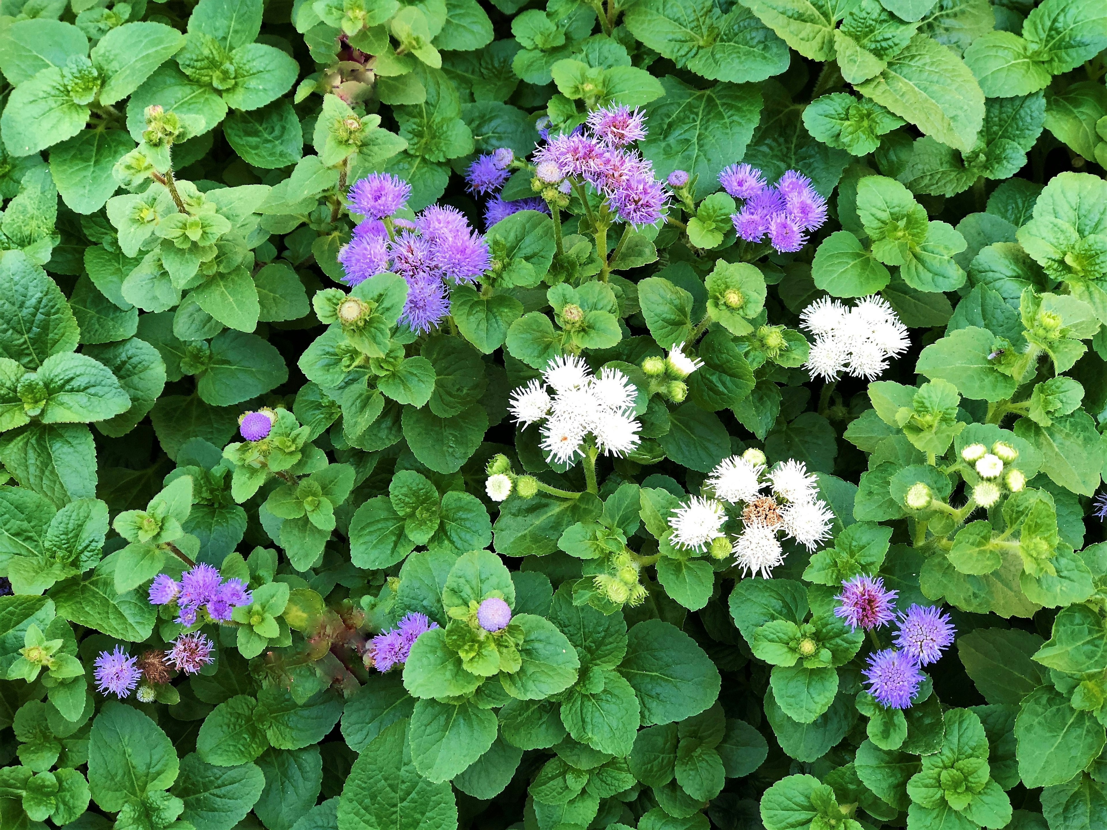 緑の葉の間に紫と白の小さな花が咲いている