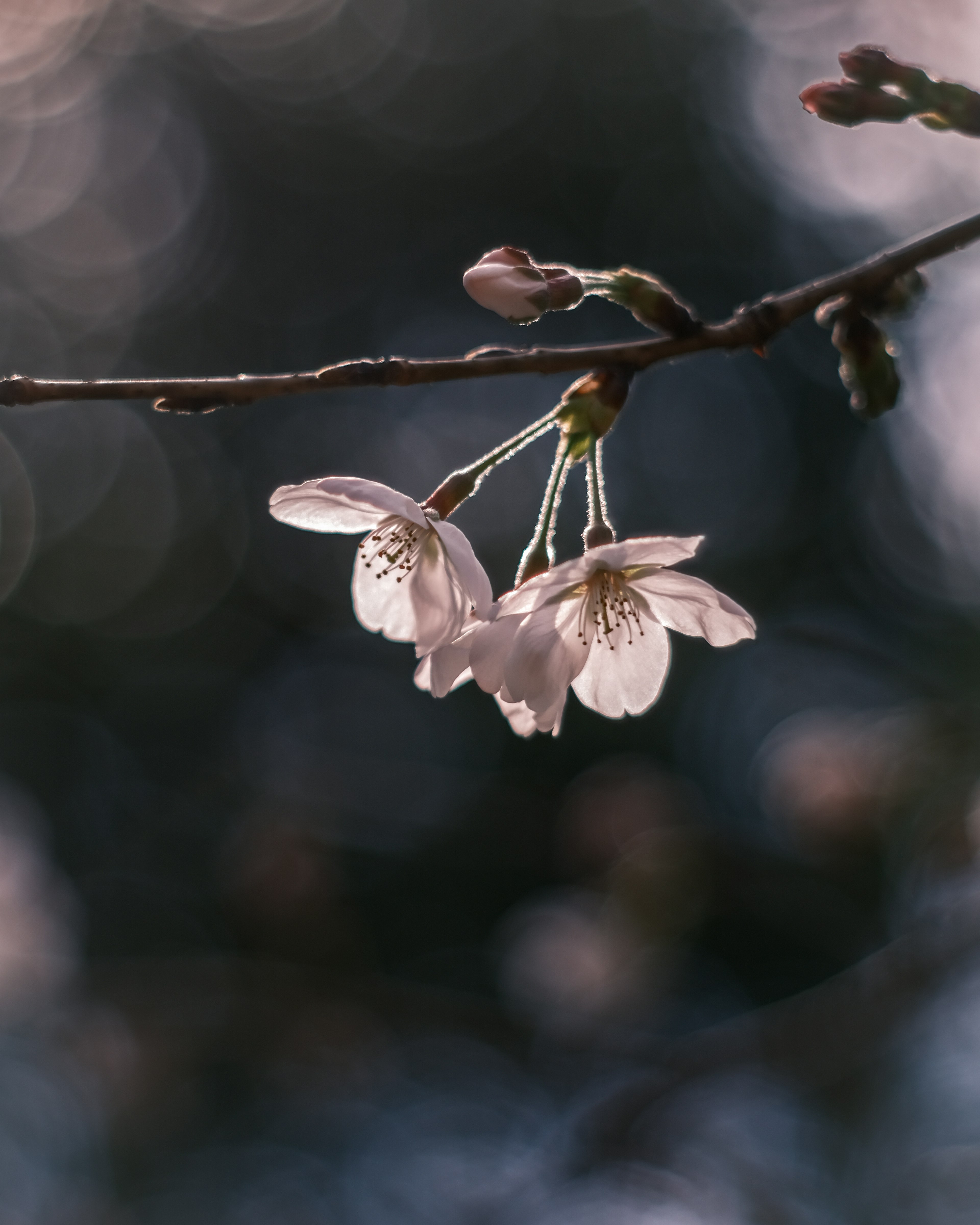 Kedekatan bunga sakura di atas cabang