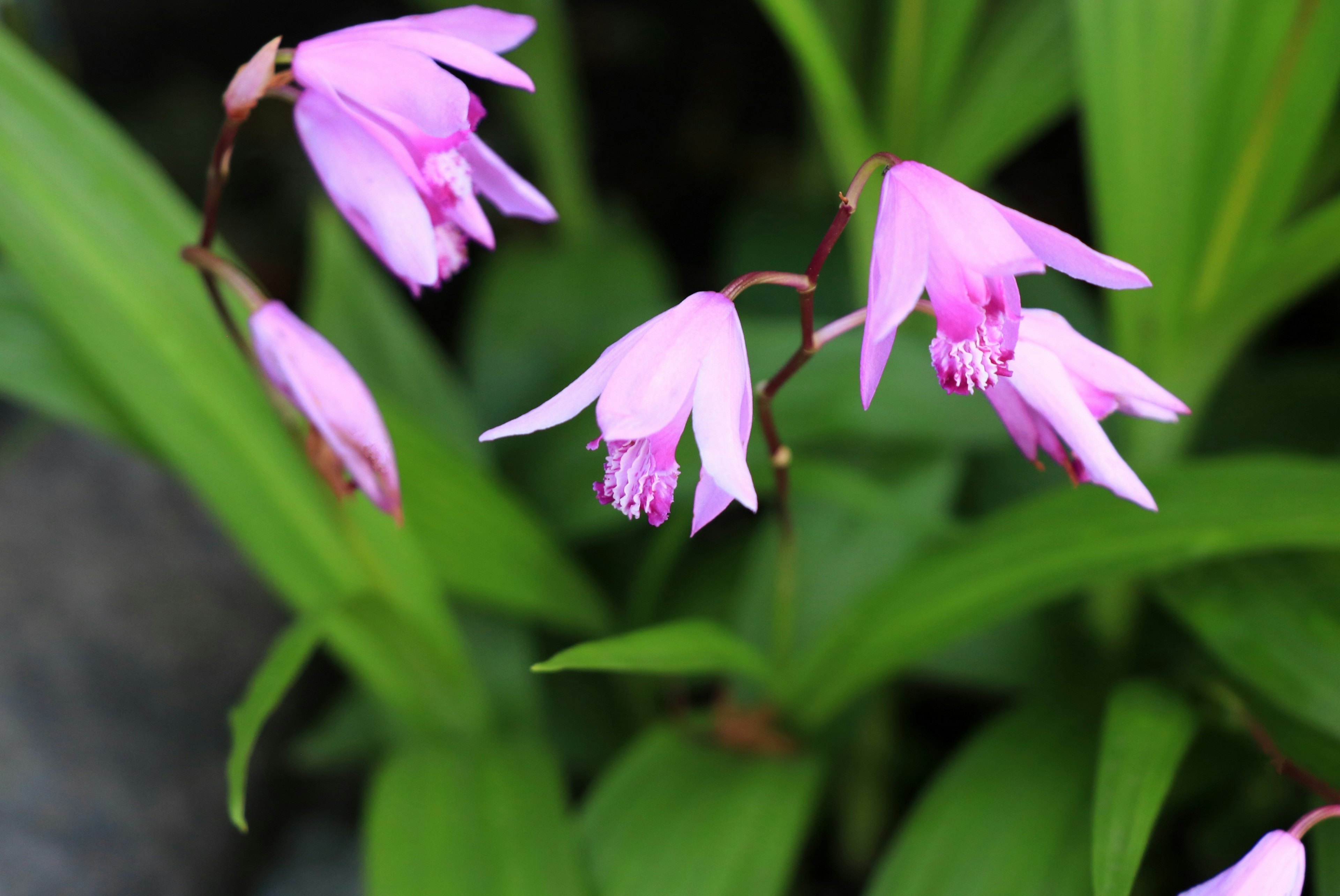 薄紫色の花と緑の葉が特徴的な植物のクローズアップ