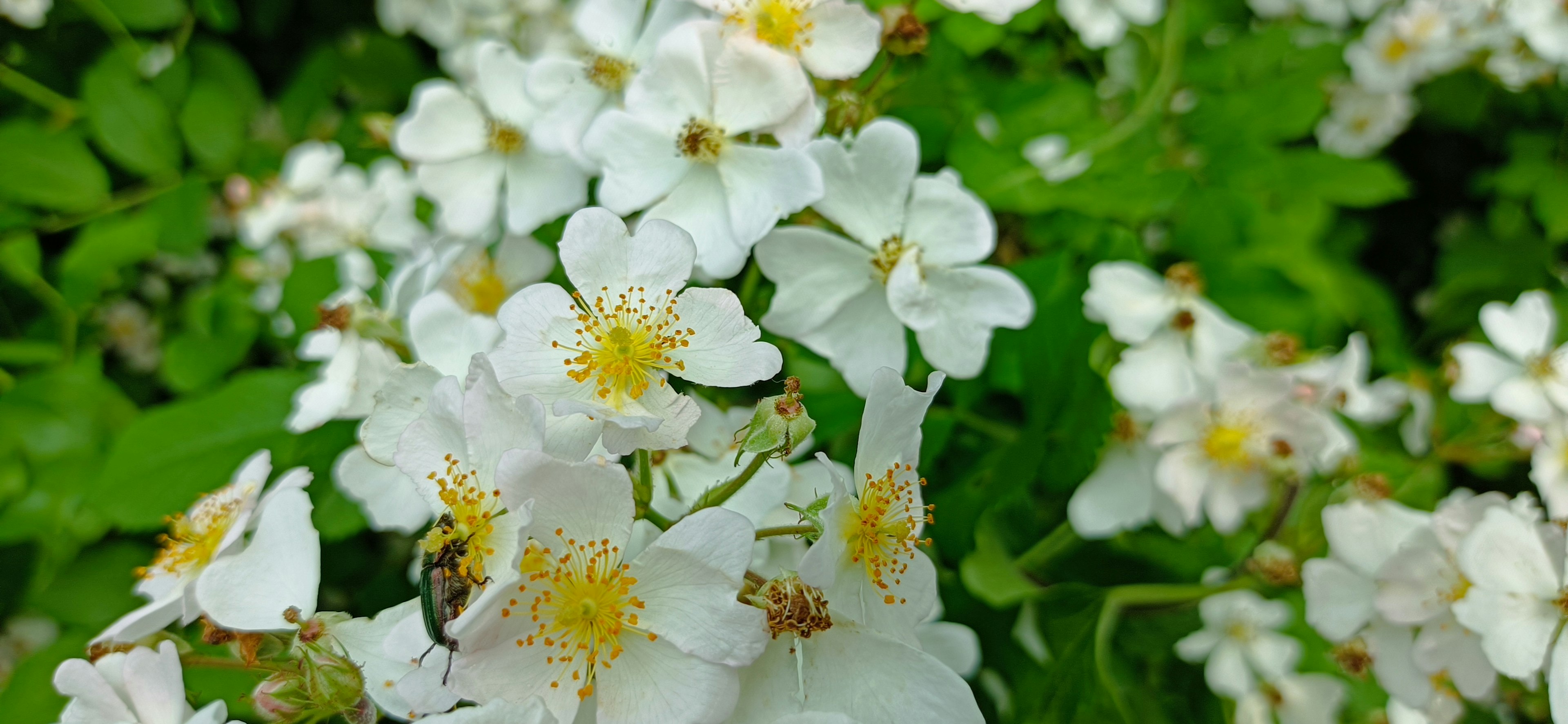 Acercamiento de flores blancas con centros amarillos rodeadas de hojas verdes exuberantes