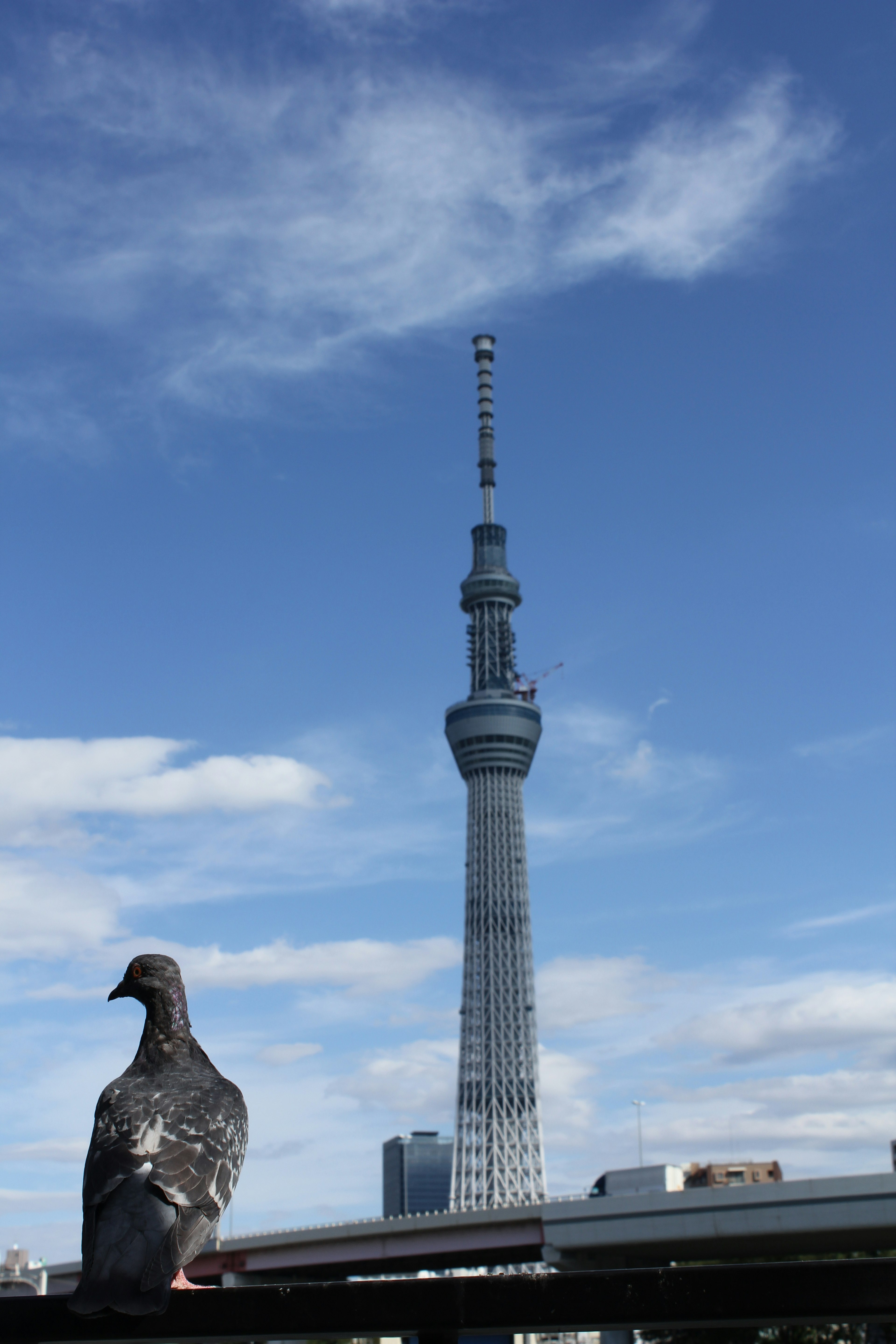 View of Tokyo Skytree with a pigeon in the foreground