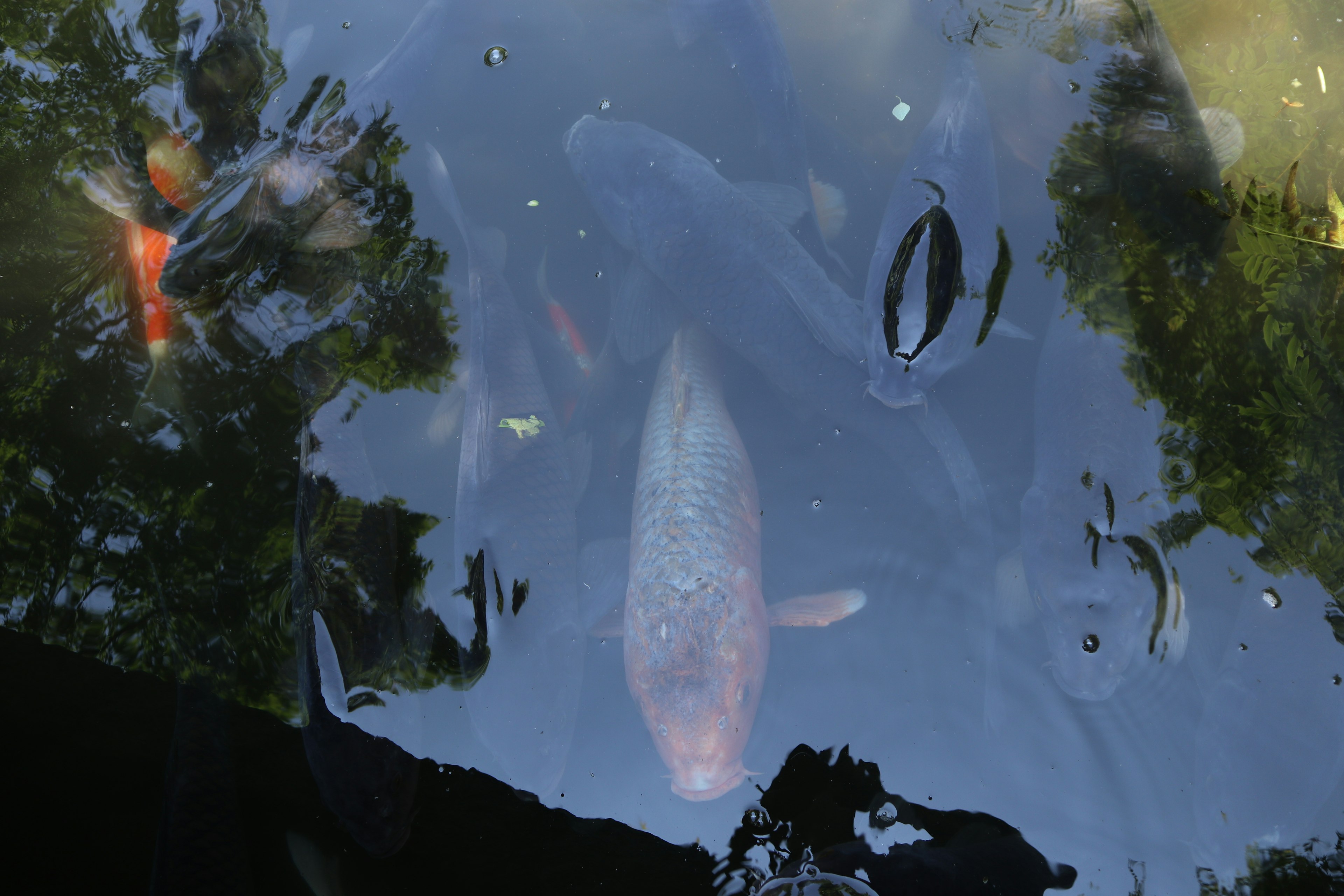 Pez koi nadando en un estanque reflejando la vegetación circundante