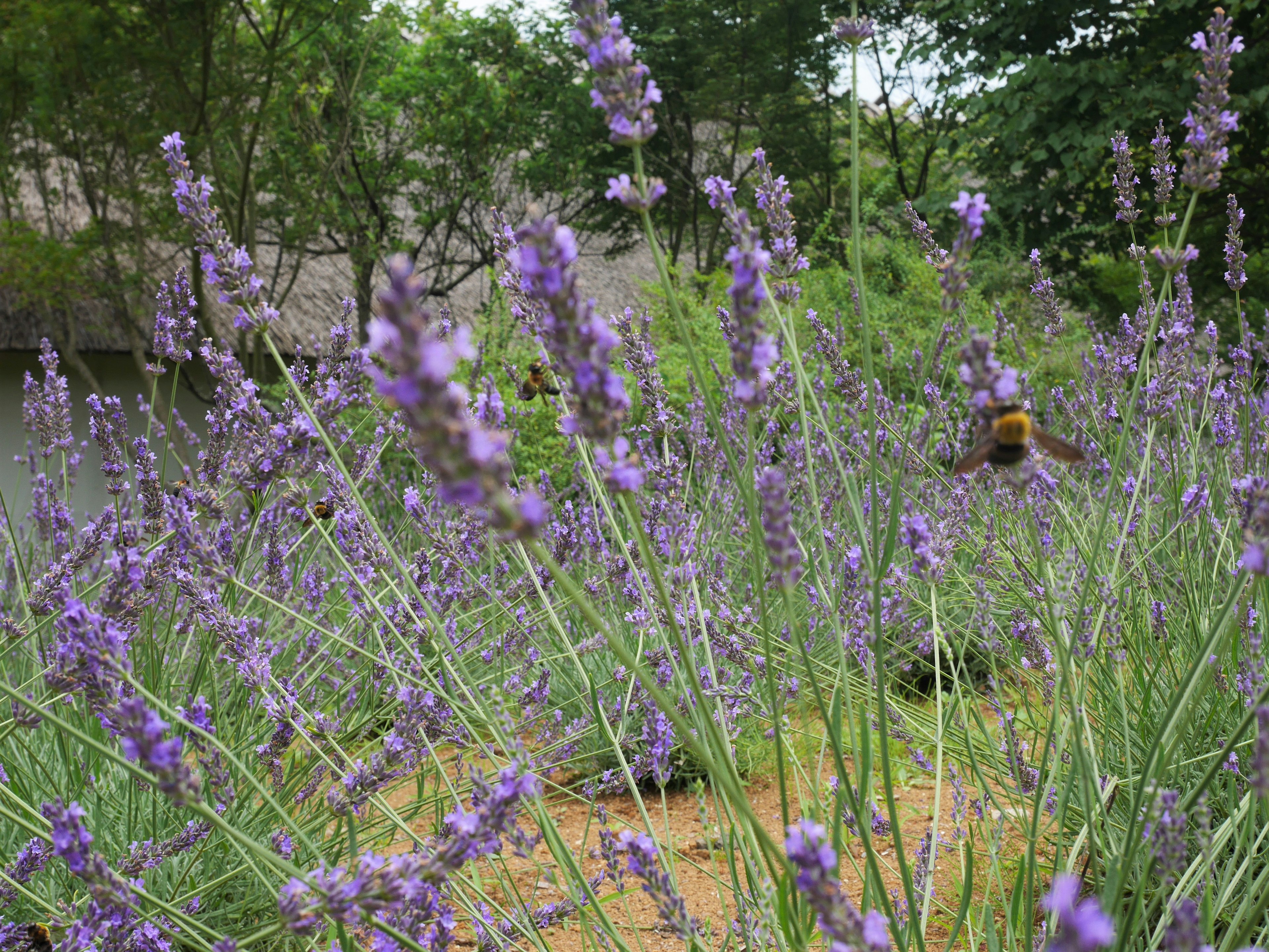 Sebuah taman penuh dengan bunga lavender ungu dengan lebah yang terbang di dekatnya