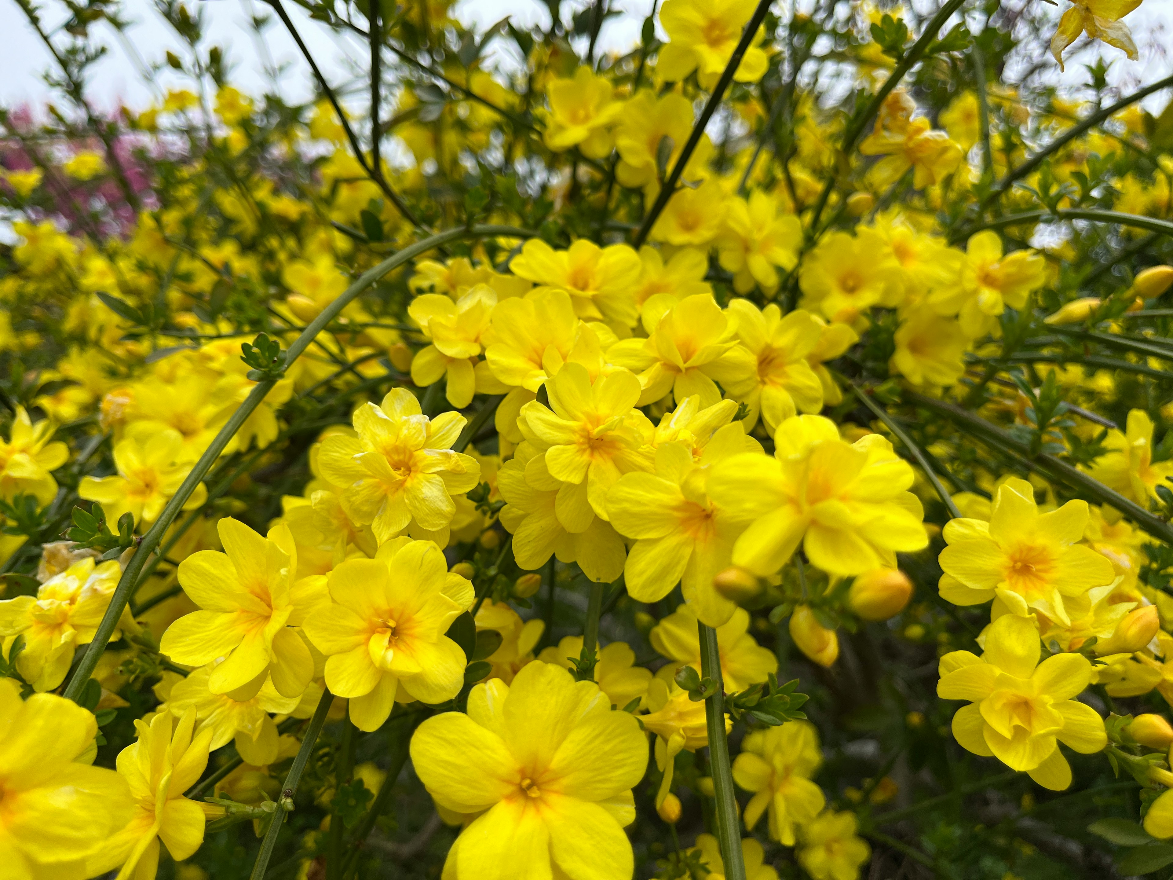 黄色い花が咲く植物のクローズアップ