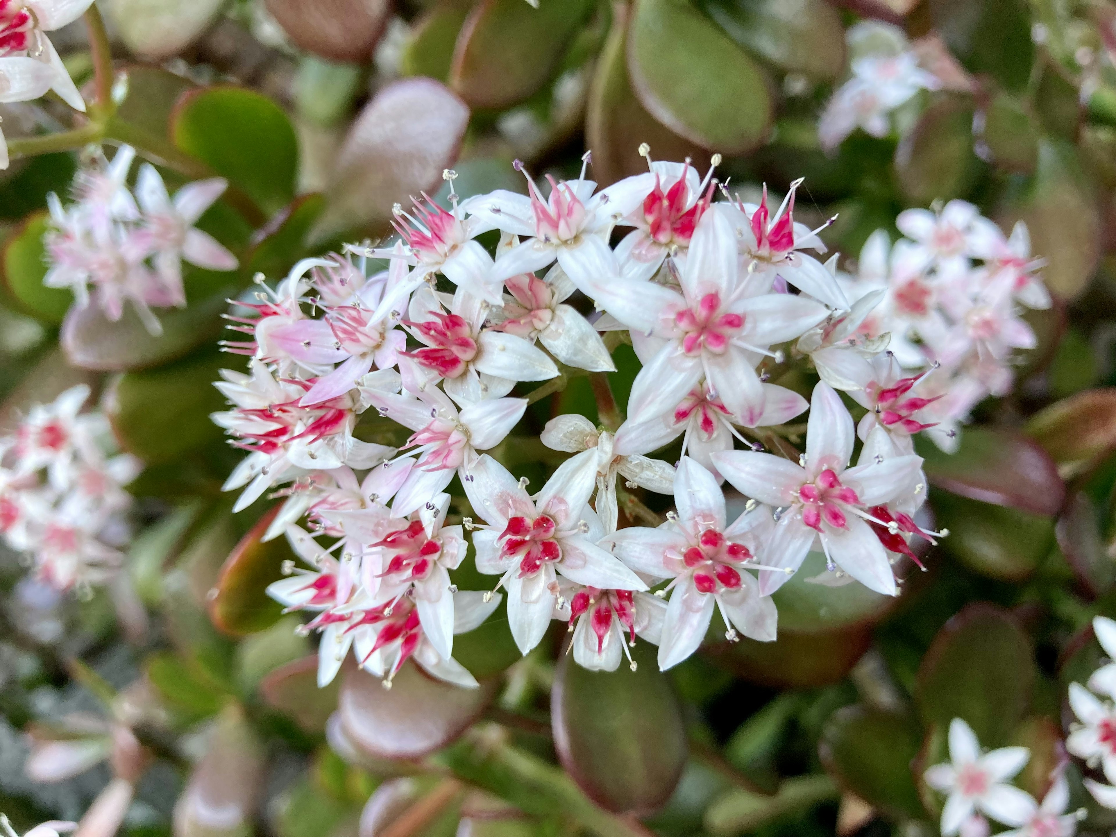 Cluster aus kleinen weißen und rosa Blüten auf einer Sukkulente