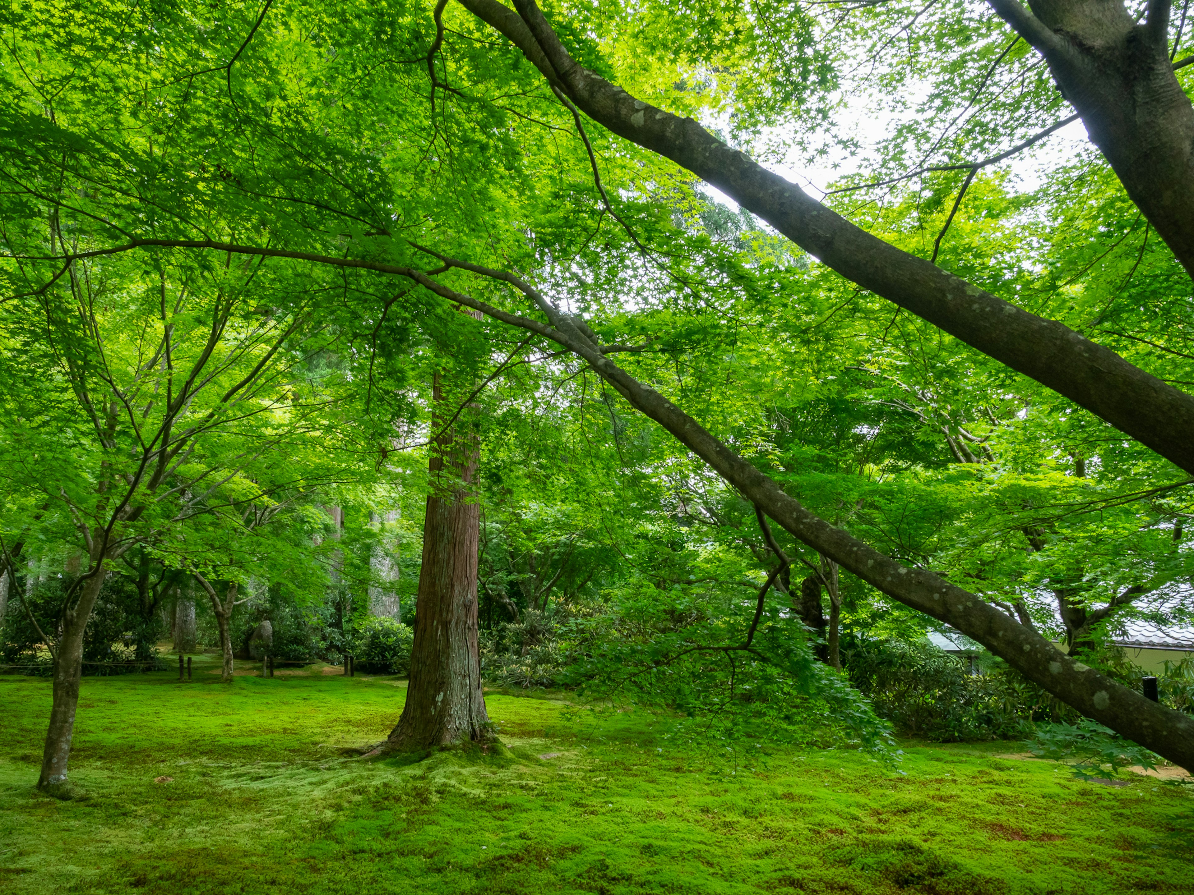 Lush green garden scene featuring large trees and dense greenery