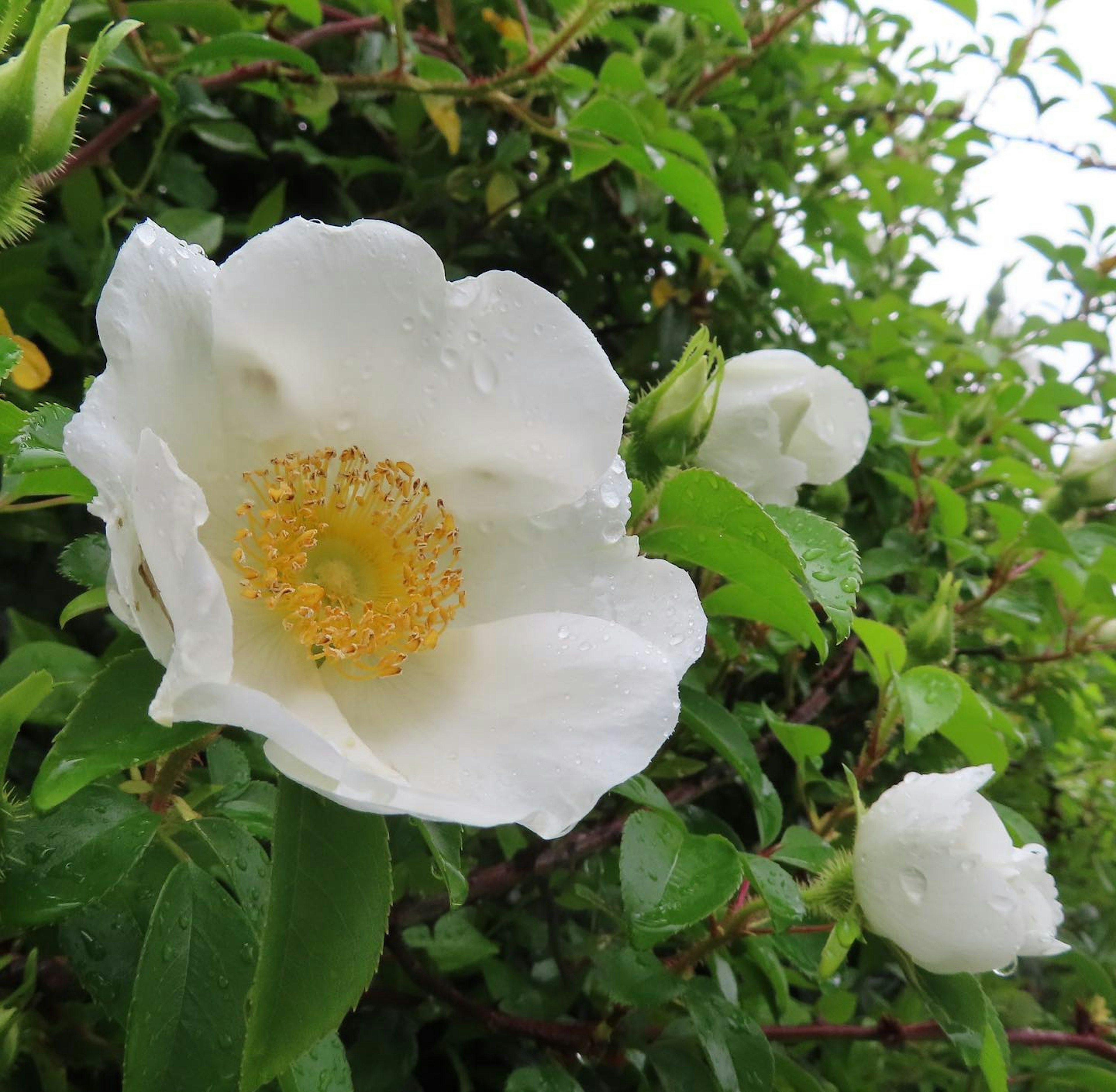 特写的白色花朵，黄色中心和绿色叶子