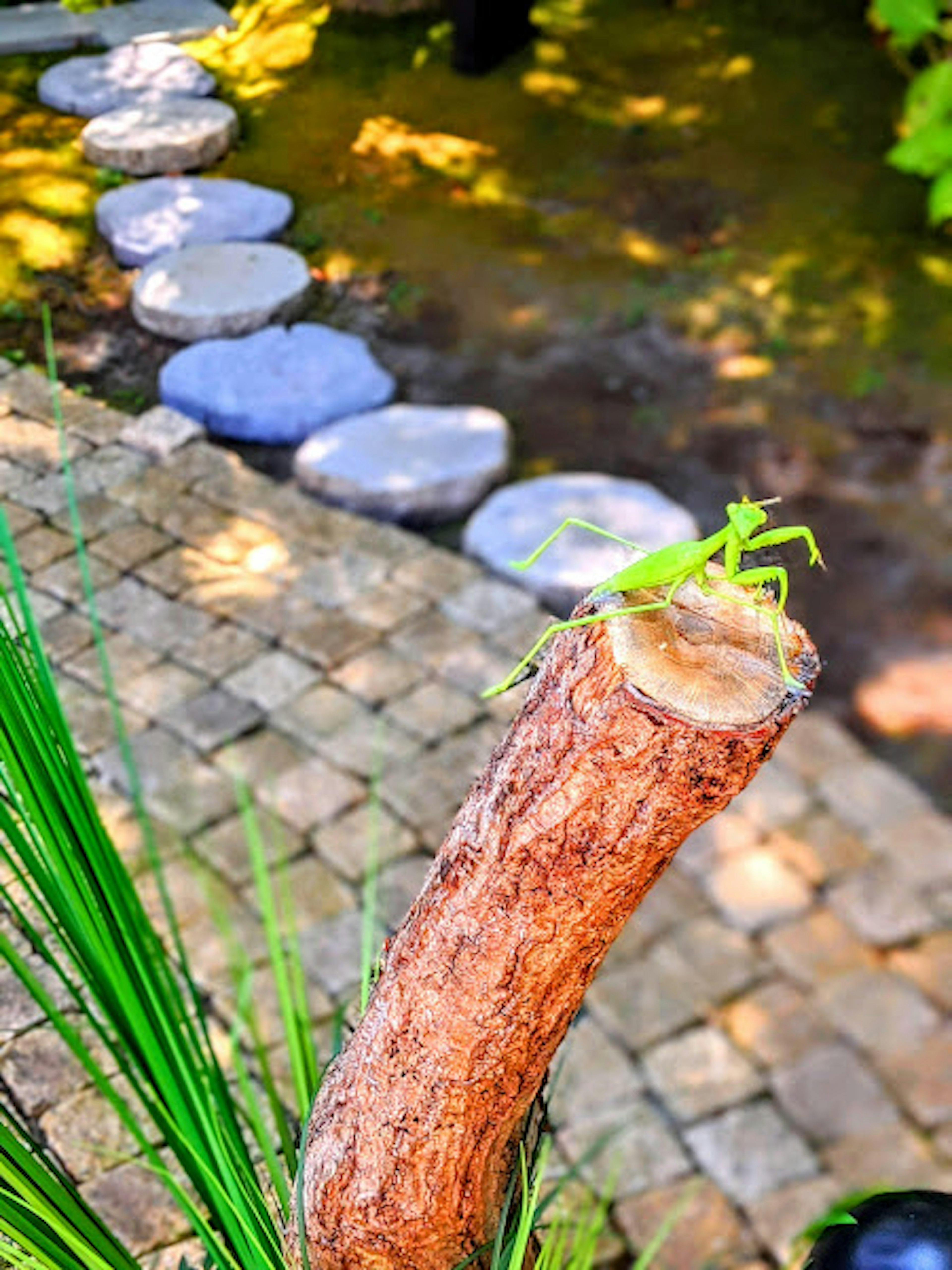 Green grasshopper on a tree branch in a garden with a stone pathway in the background