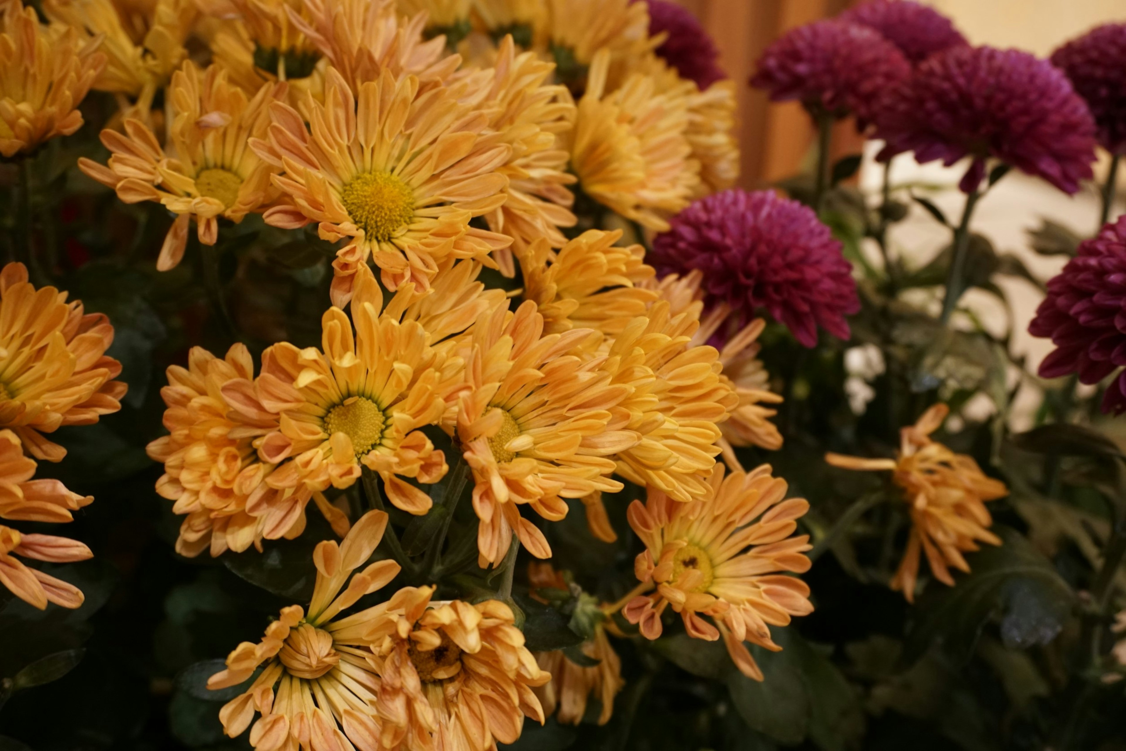 Massa di crisantemi arancioni e fiori viola in un giardino