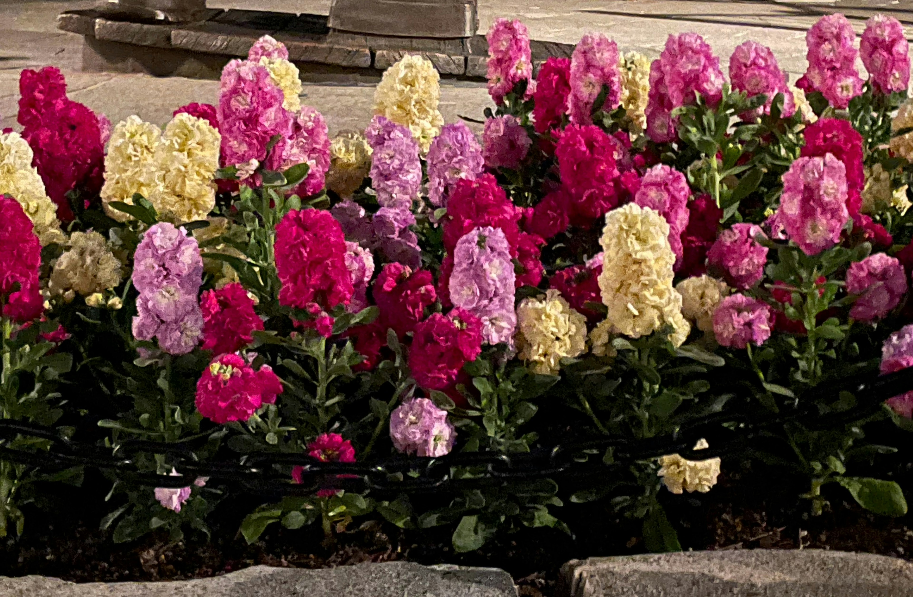 カラフルな花が咲く花壇の近景 ピンクと黄色の花が主に咲いている